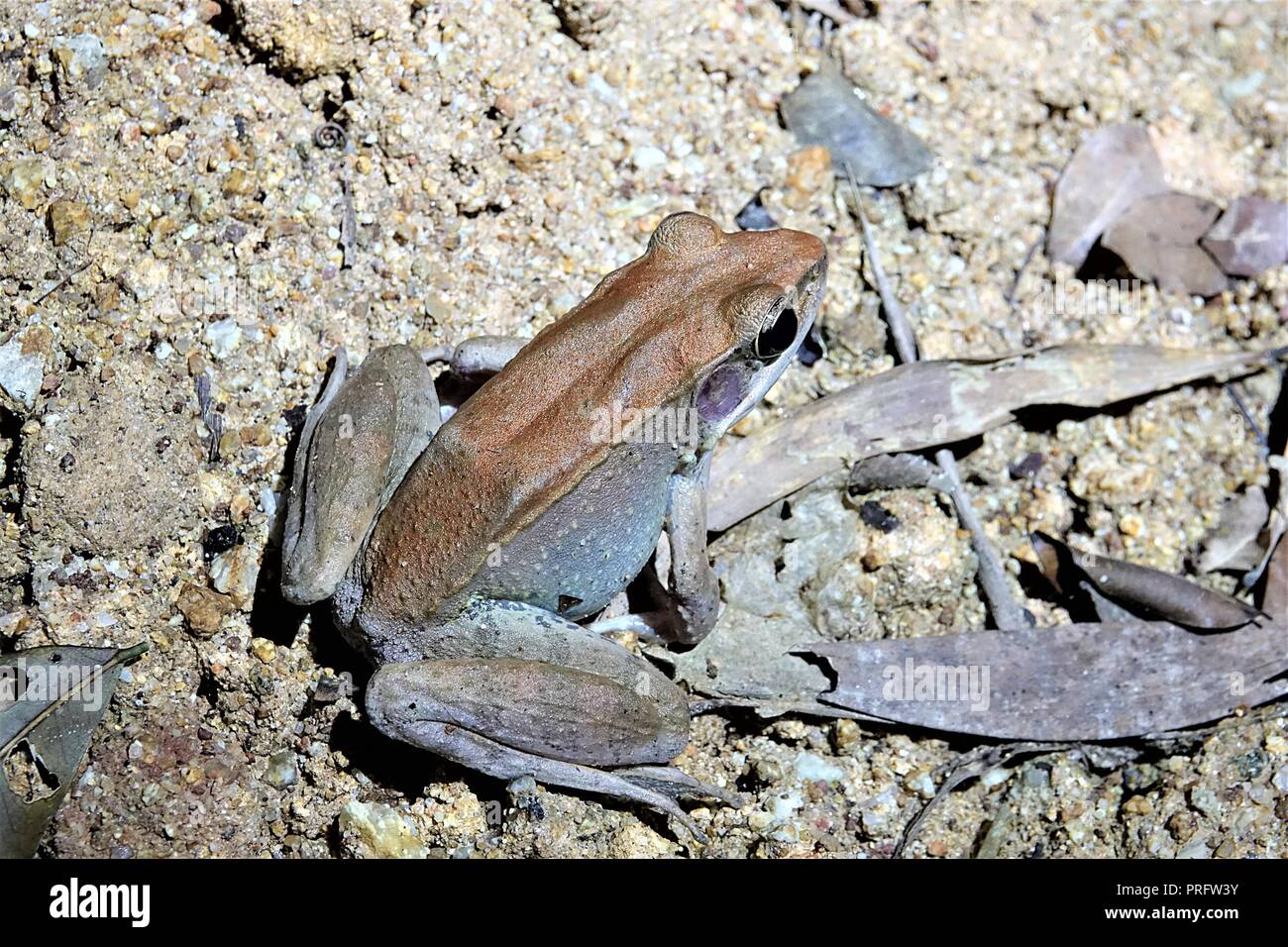 Australian Woodfrog, Papurana daemeli, Cape York foresta pluviale, Kutini-Payamu (ferro gamma Parco Nazionale), estremo Nord Queensland, Australia Foto Stock