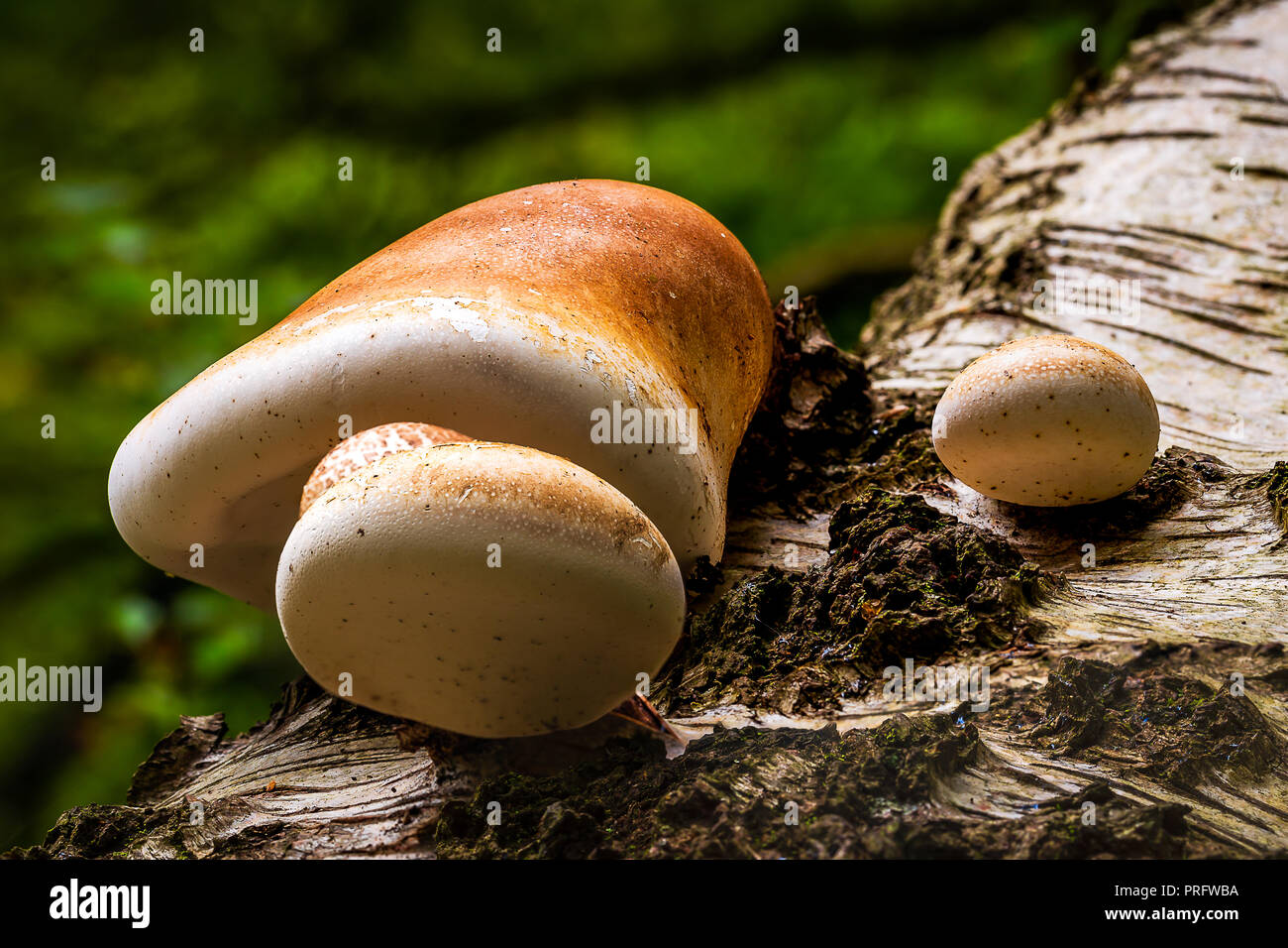 Fomitopsis betulina (precedentemente Piptoporus betulinus), comunemente noto come la betulla Polypore Foto Stock