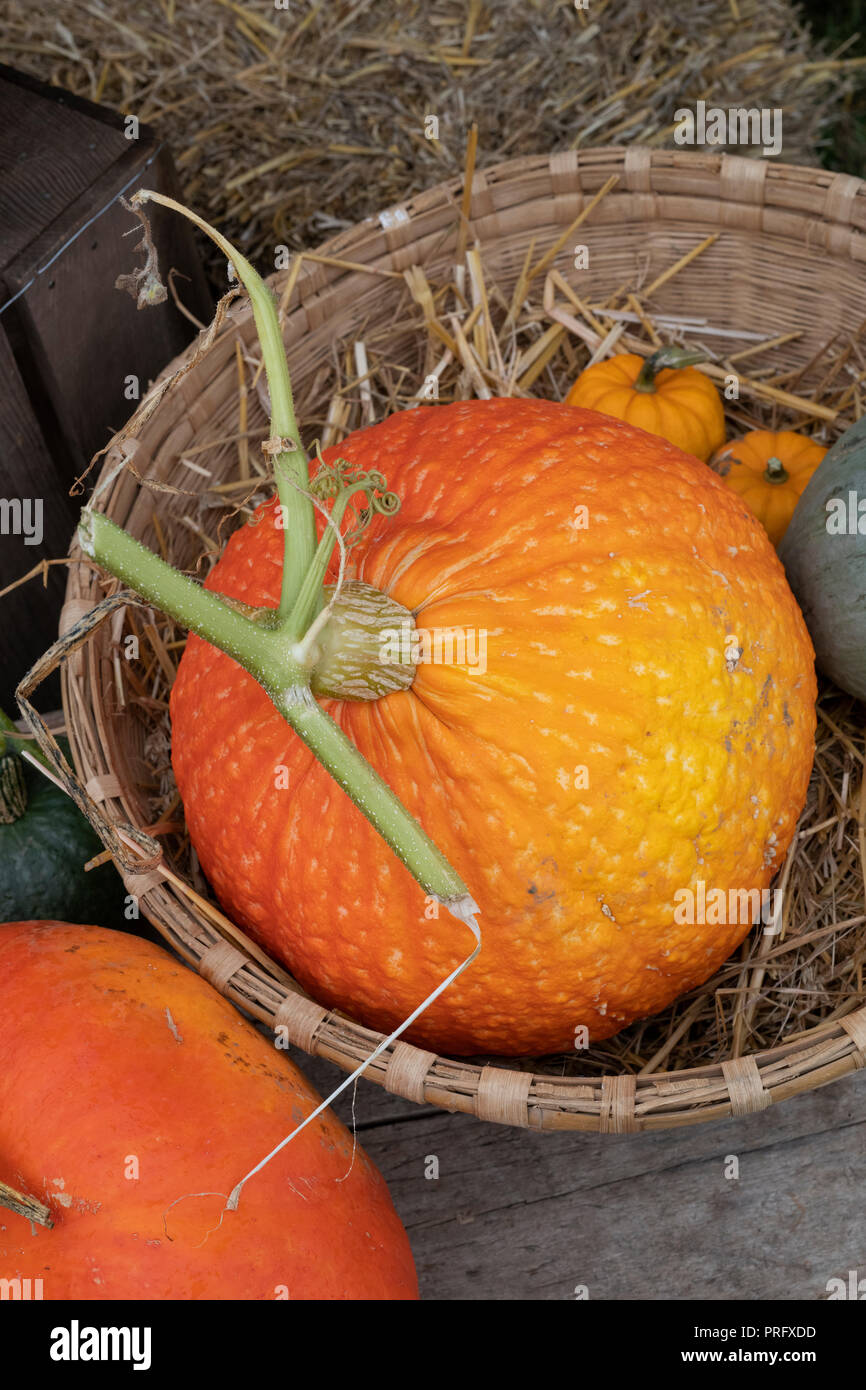 La Zucca in un cestello display a Daylesford Organic farm shop festival d'autunno. Daylesford, Cotswolds, Gloucestershire, Inghilterra Foto Stock