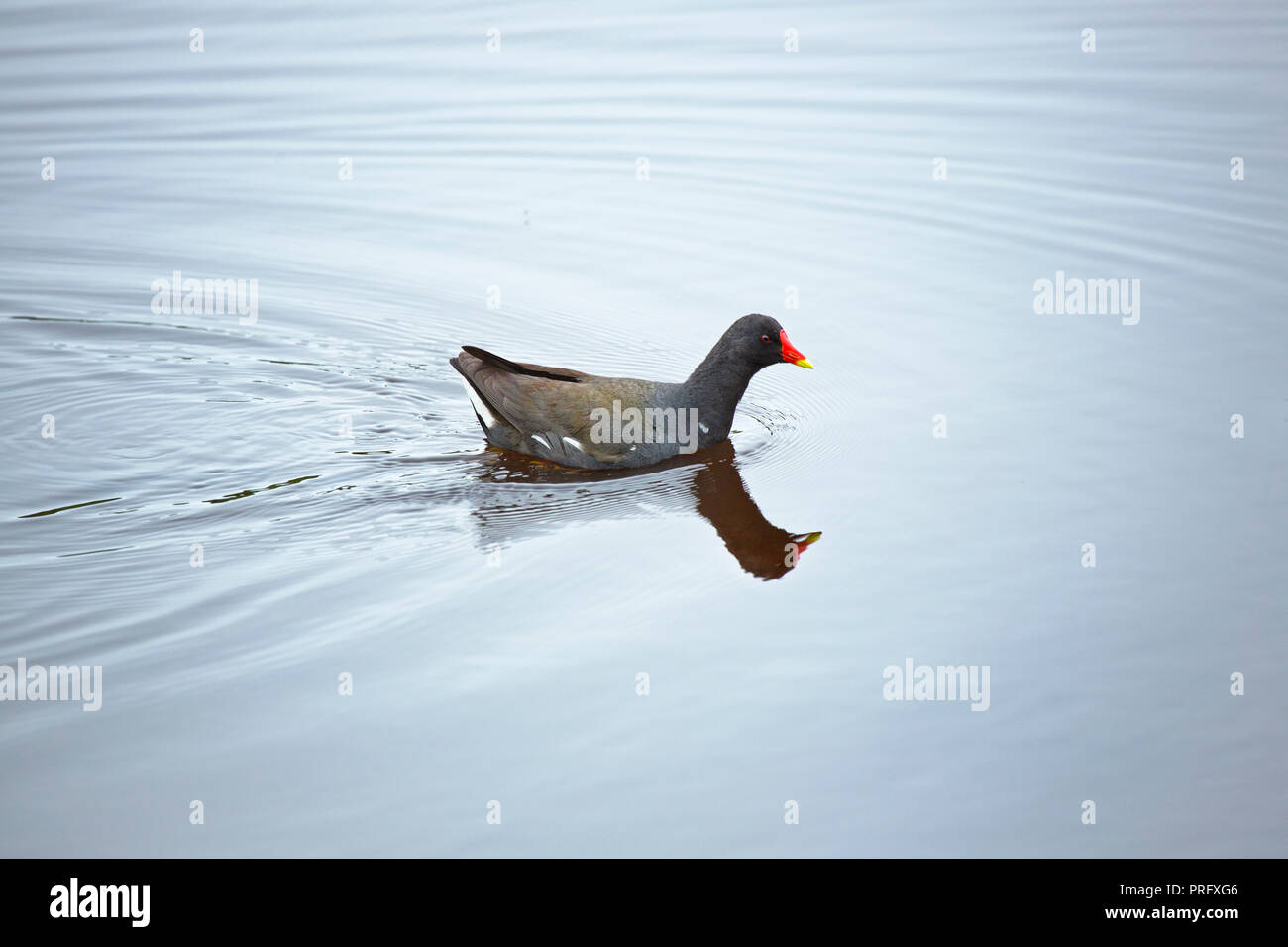 Moorhen ( Gallinula chloropus) sull'acqua Foto Stock