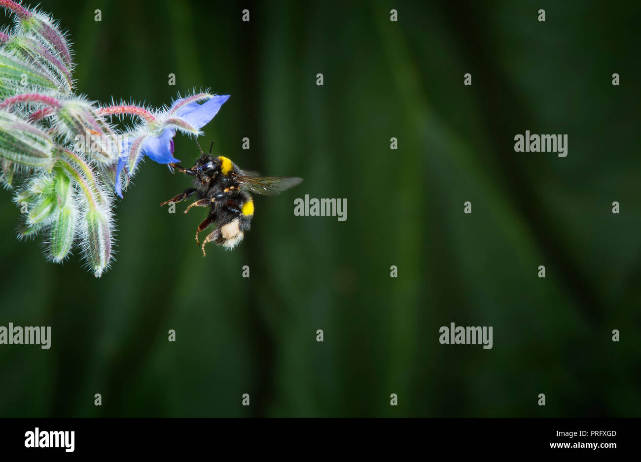 Bumble Bee in volo Foto Stock