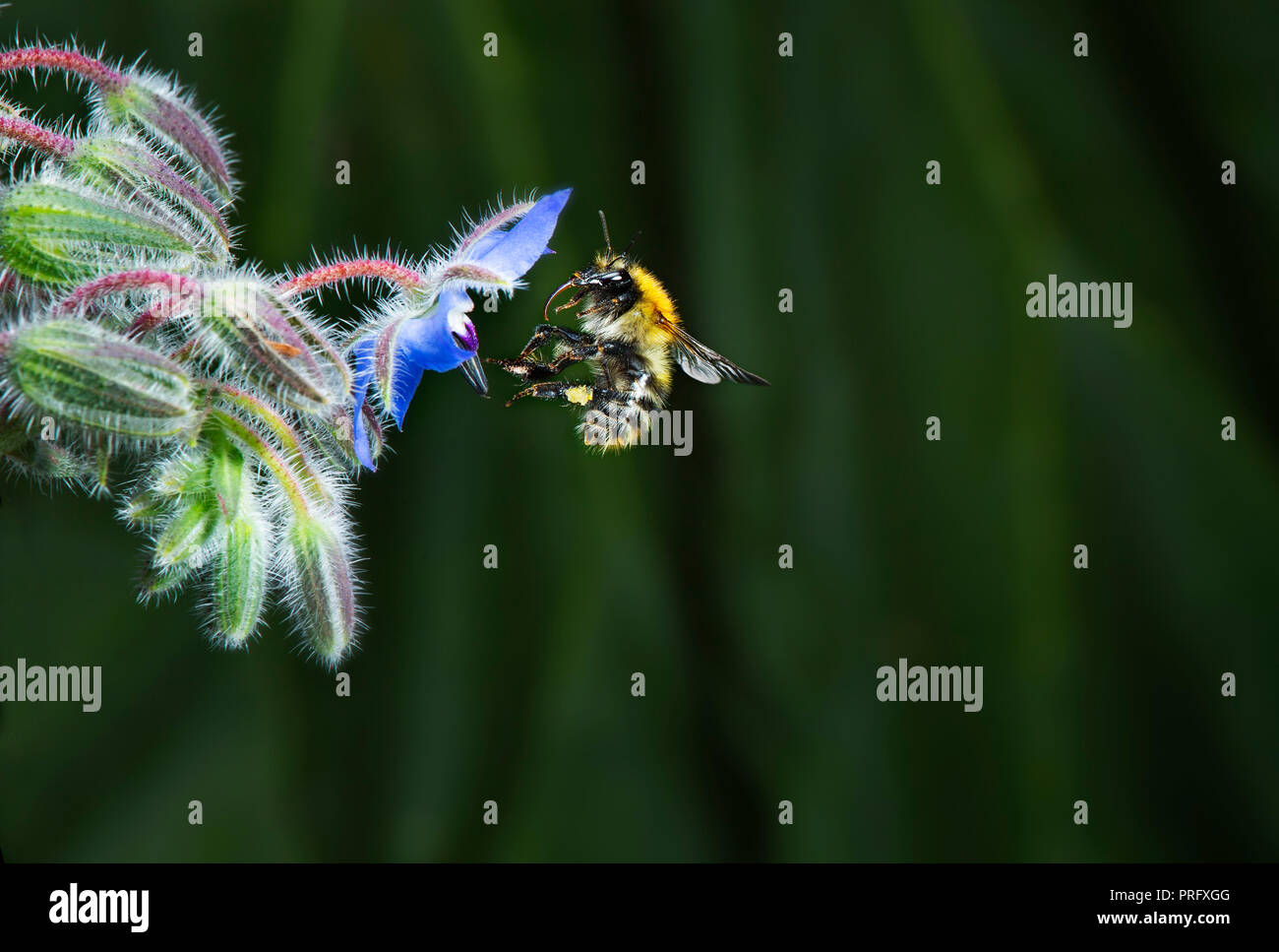 Bumble Bee in volo Foto Stock