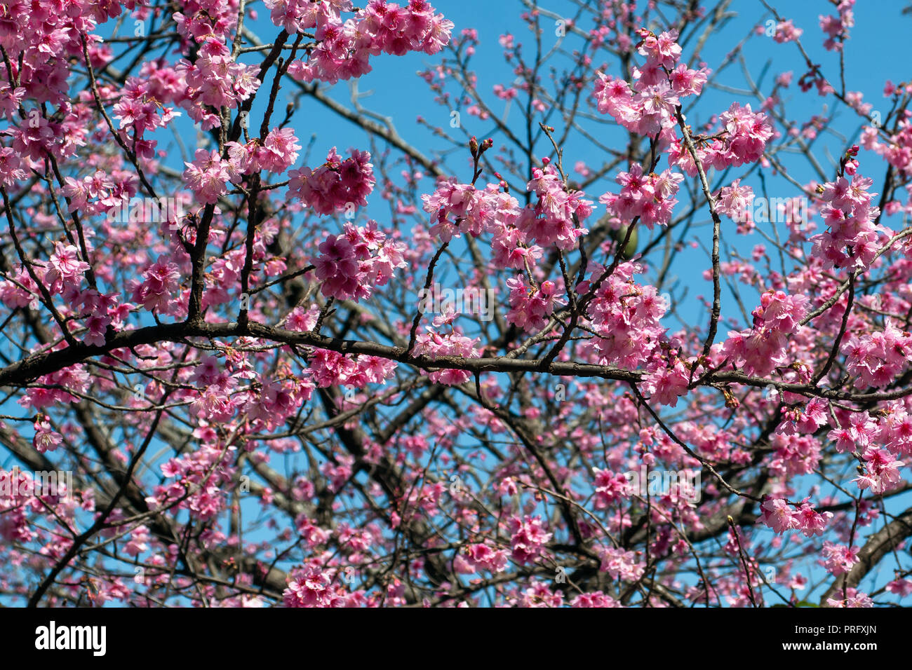 Bella la fioritura dei ciliegi Sakura fiori in primavera tempo oltre il cielo blu. Foto Stock