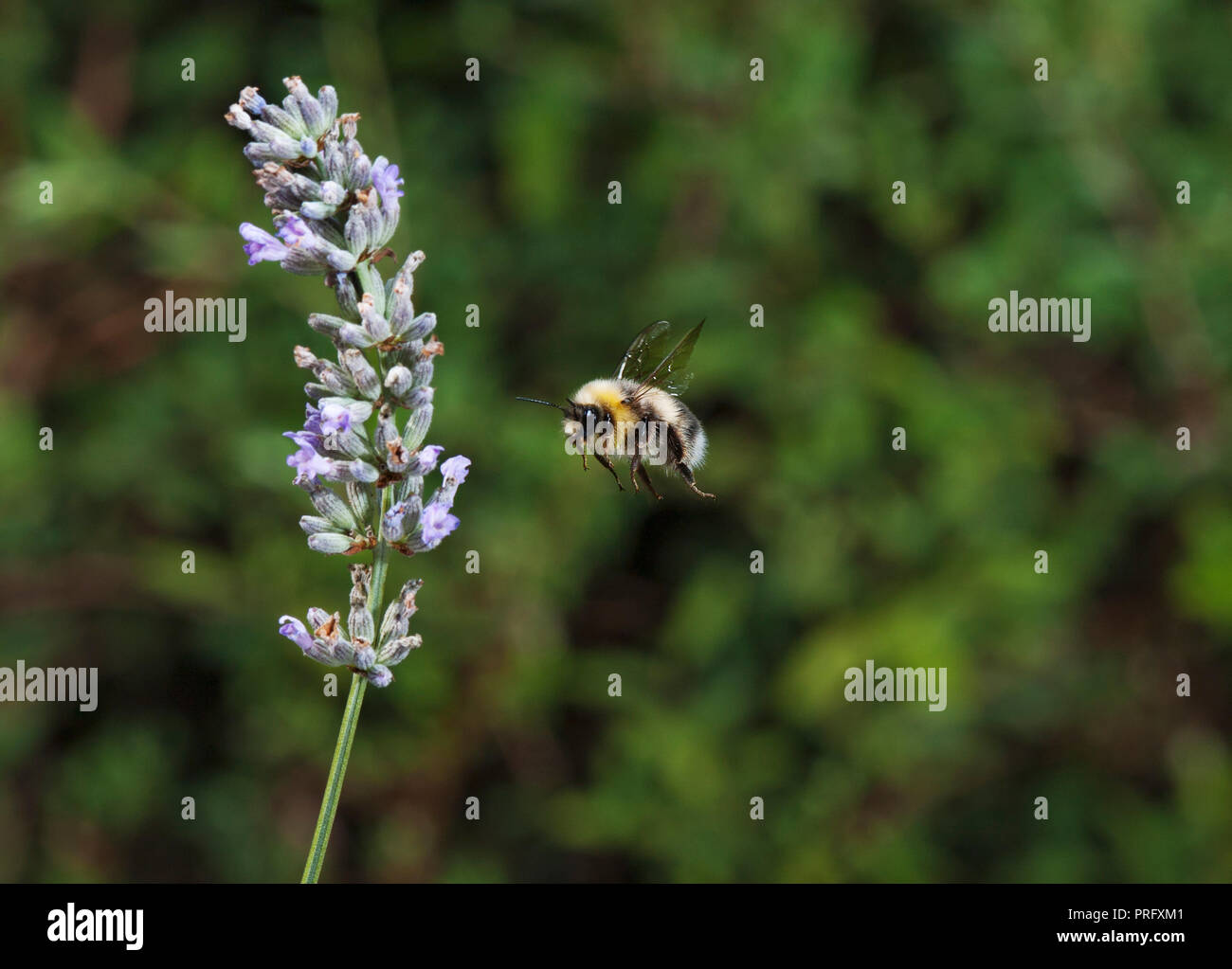 Bumble Bee avvicinamento di fiori di lavanda Foto Stock