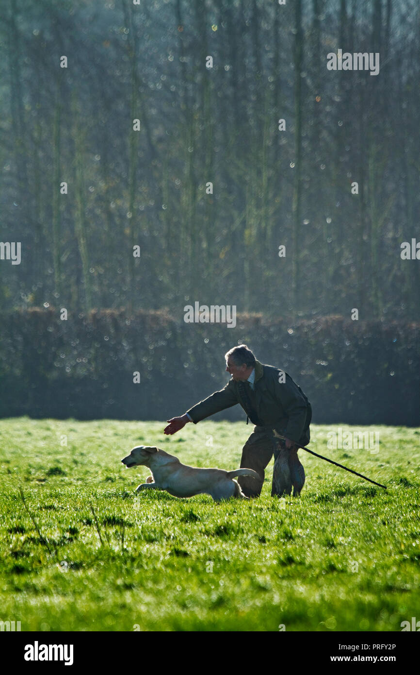 L'uomo invio di golden labrador per recuperare, Devon, Regno Unito Foto Stock