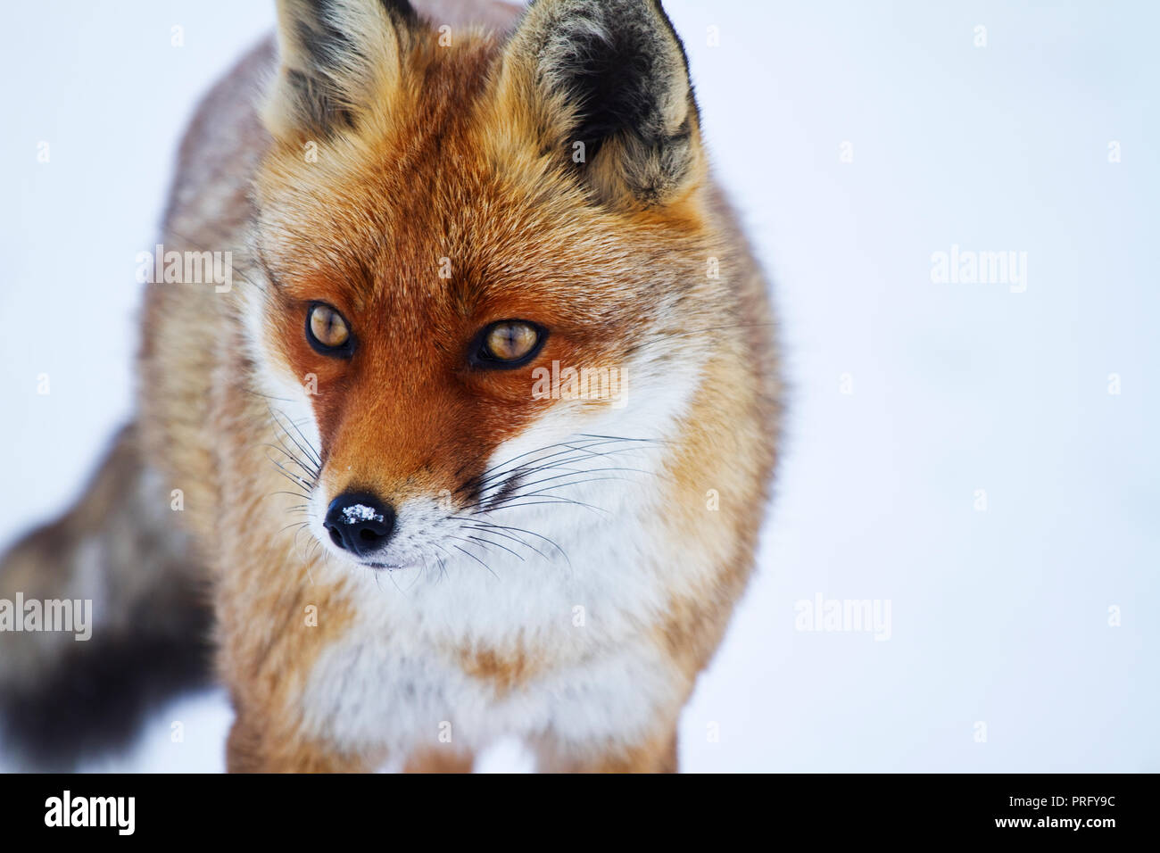 Singolo adulto Vixen fox nella neve, Devon, Regno Unito. Foto Stock