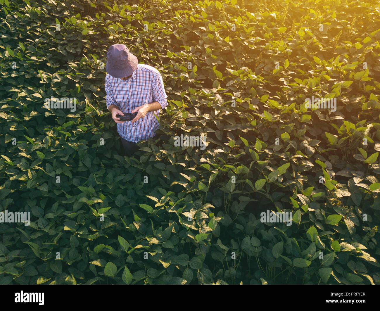 Imprenditore agronomo utilizzando drone di osservare e controllare coltivati campo di soia, vista aerea Foto Stock