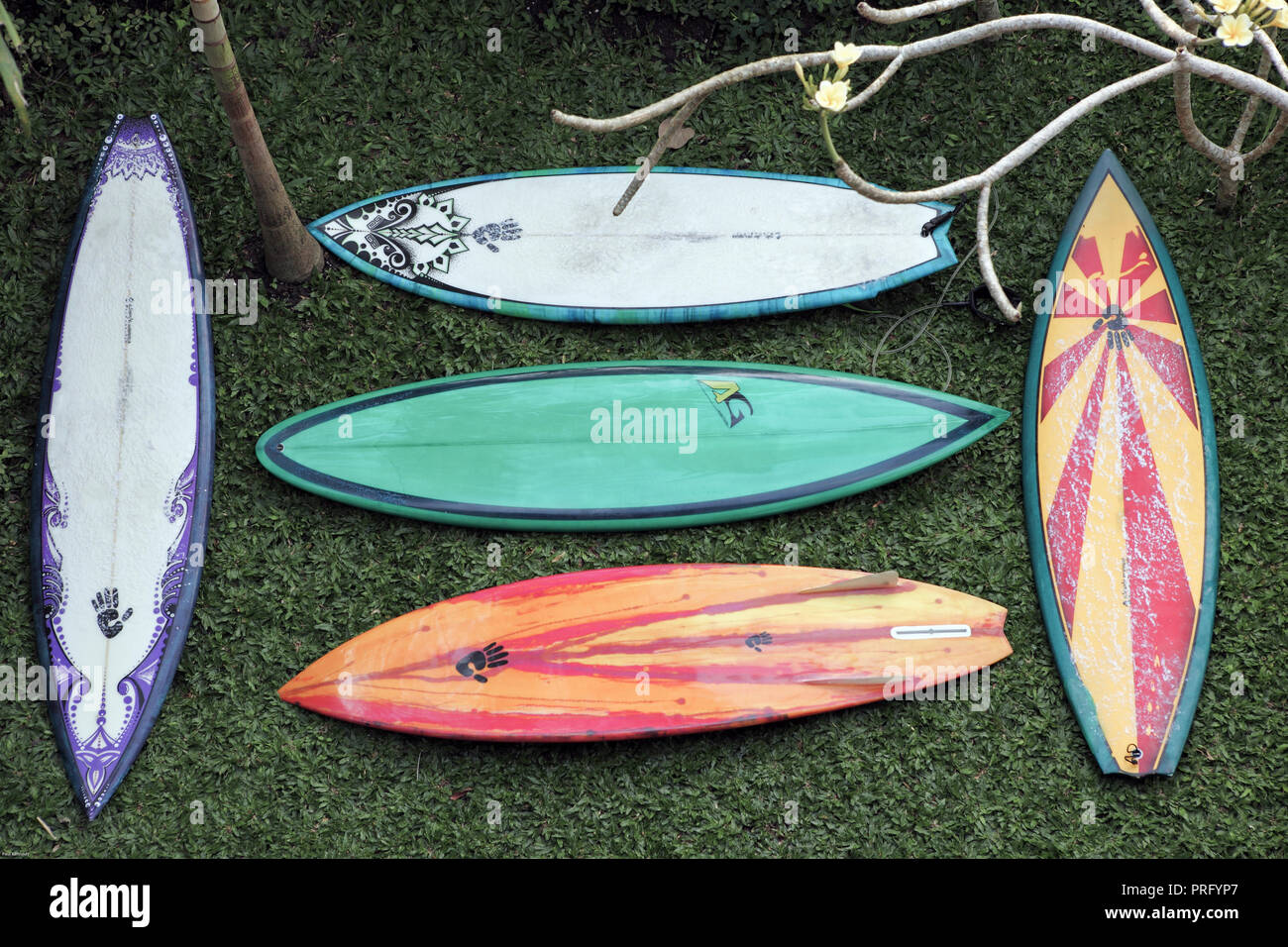Diversi stili di tavole da surf in esposizione dalla stessa tavola da surf sagomatore Foto Stock