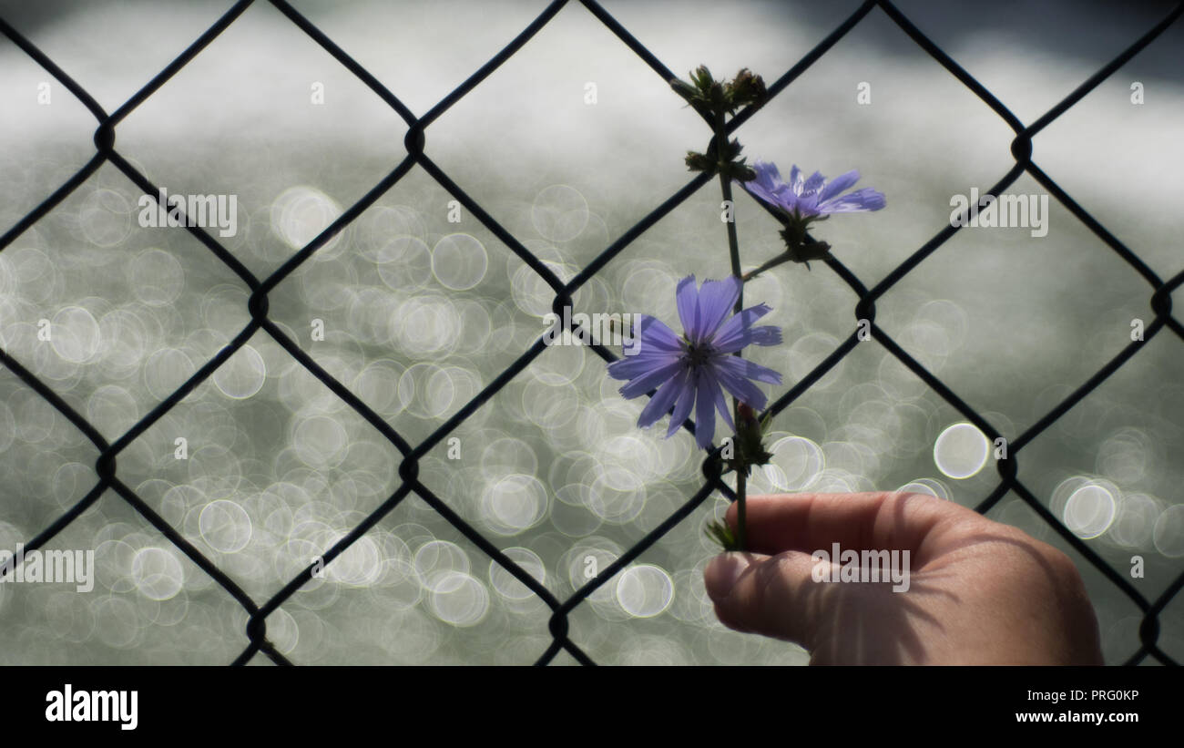 Hand-held fiore viola nella parte anteriore di un recinto con bolla di bokeh di fondo Foto Stock Hand-held fiore viola nella parte anteriore di un recinto con bolla di bokeh di fondo Foto Stock