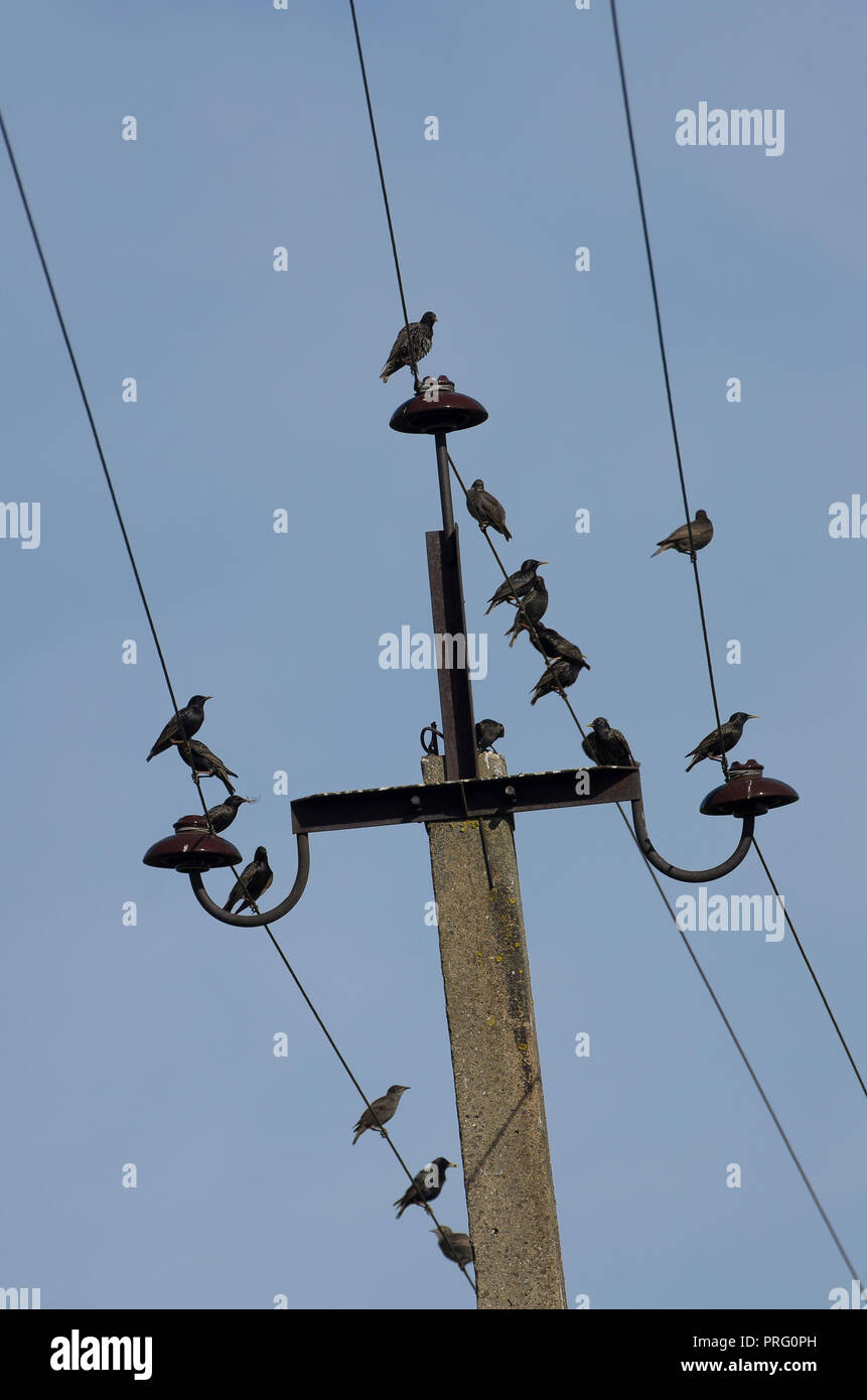 Gregge di screziato storni seduti insieme su linee di alimentazione sullo sfondo azzurro del cielo Foto Stock