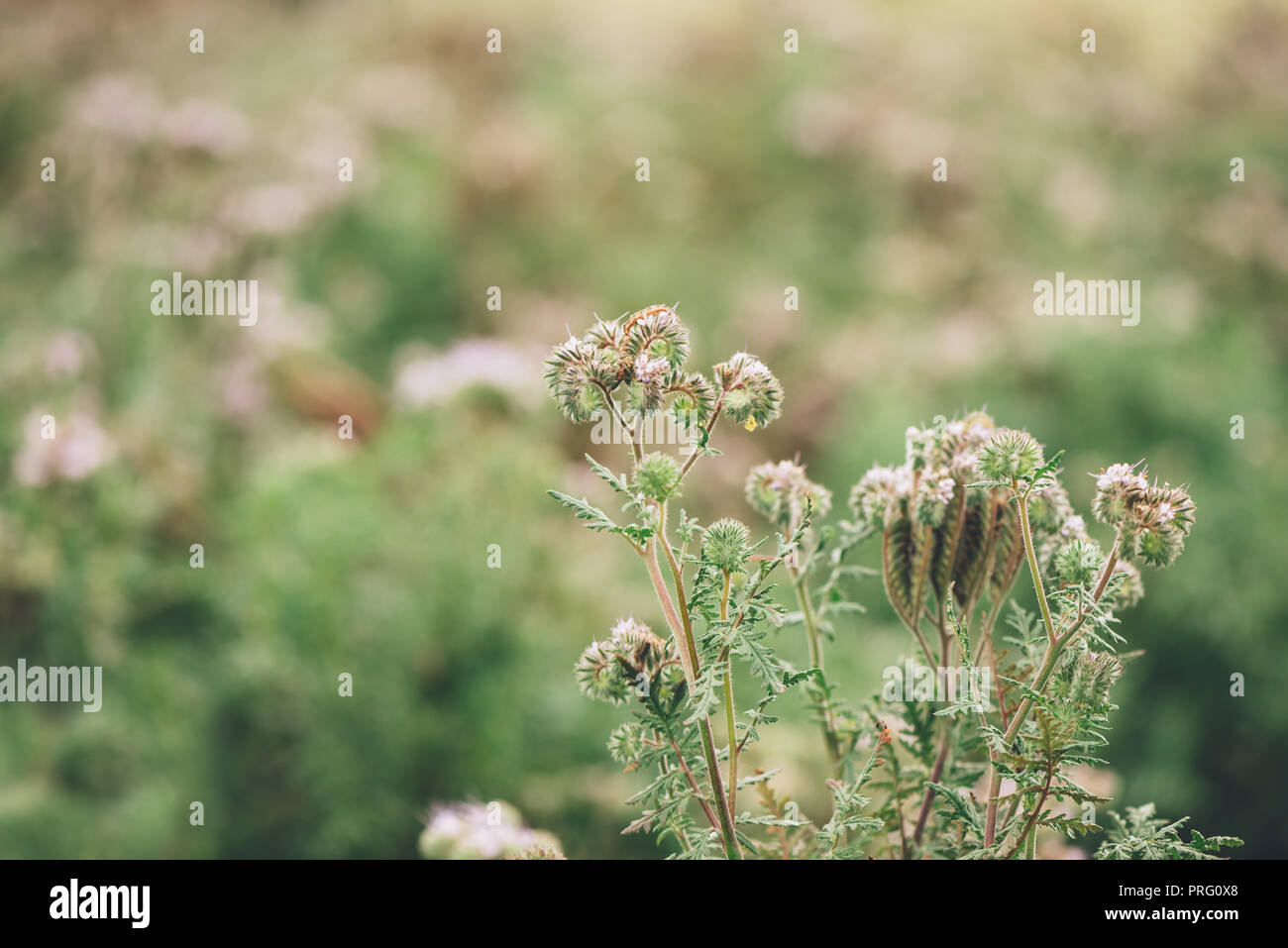 Phacelia tanacetifolia in fiore nel campo. Questa specie vegetale è anche noto con i nomi comuni di lacy phacelia, tansy blu o porpora tansy. Foto Stock