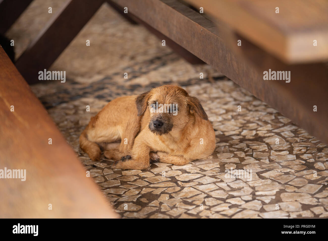 Cane seduto sul pavimento Foto Stock