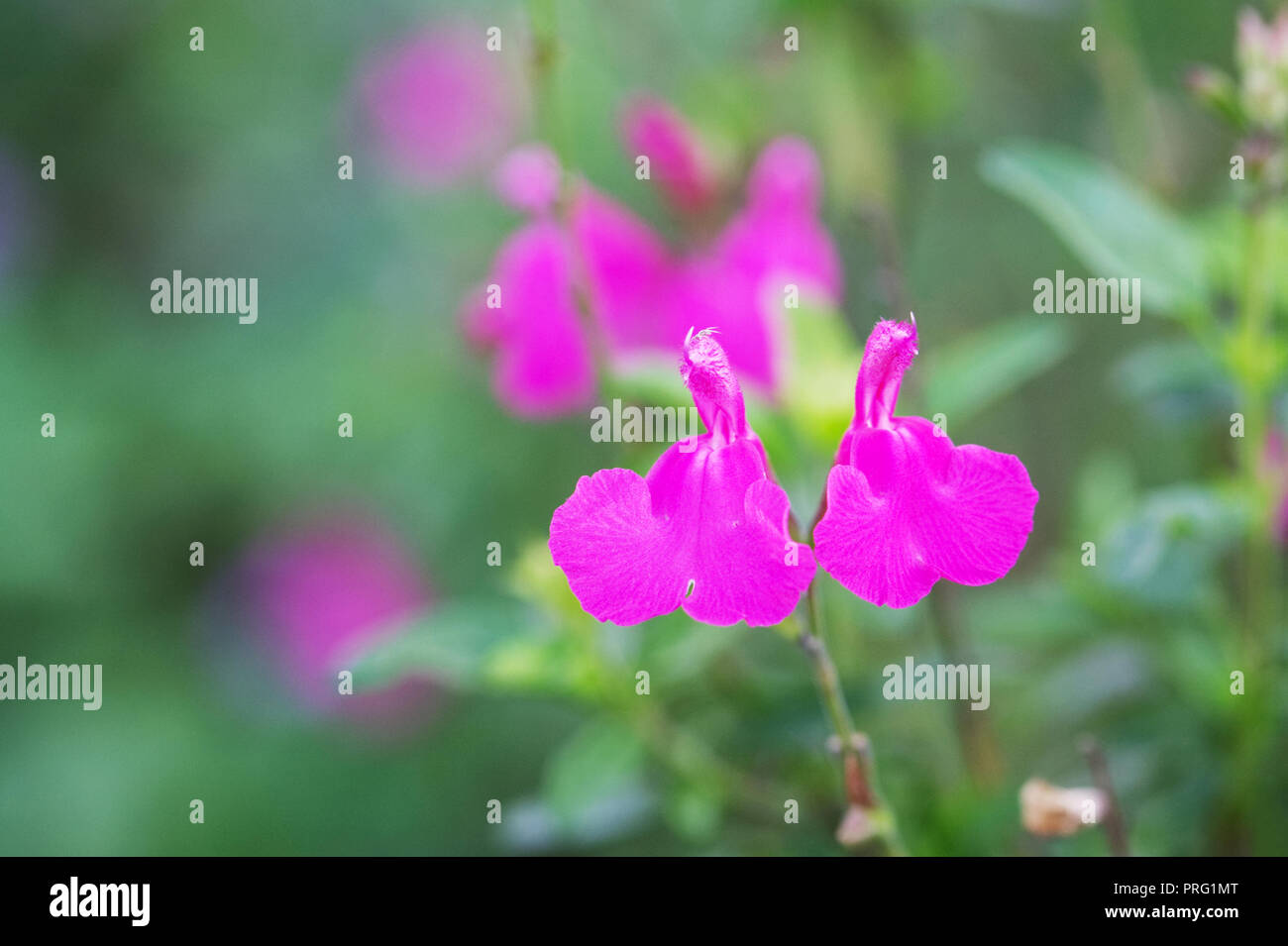 Salvia microphylla 'Trewithen Cerise' Fiori. Foto Stock