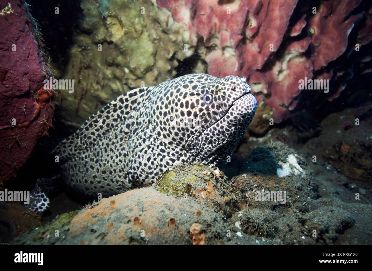 Legare moray eel (Gymnothorax favagineus) sott'acqua tra barriera corallina in Bali Foto Stock