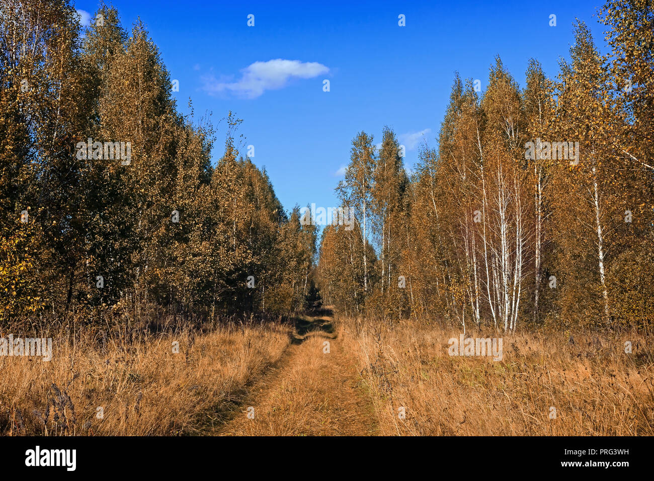 Paesaggio autunnale: alberi con foglie ingiallito, la strada attraverso la foresta in una limpida giornata di sole. Foto Stock