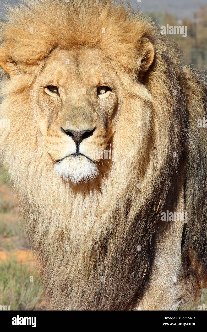 Un grande leone maschio guardando un po' preoccupata per me prendere la sua immagine. Foto Stock