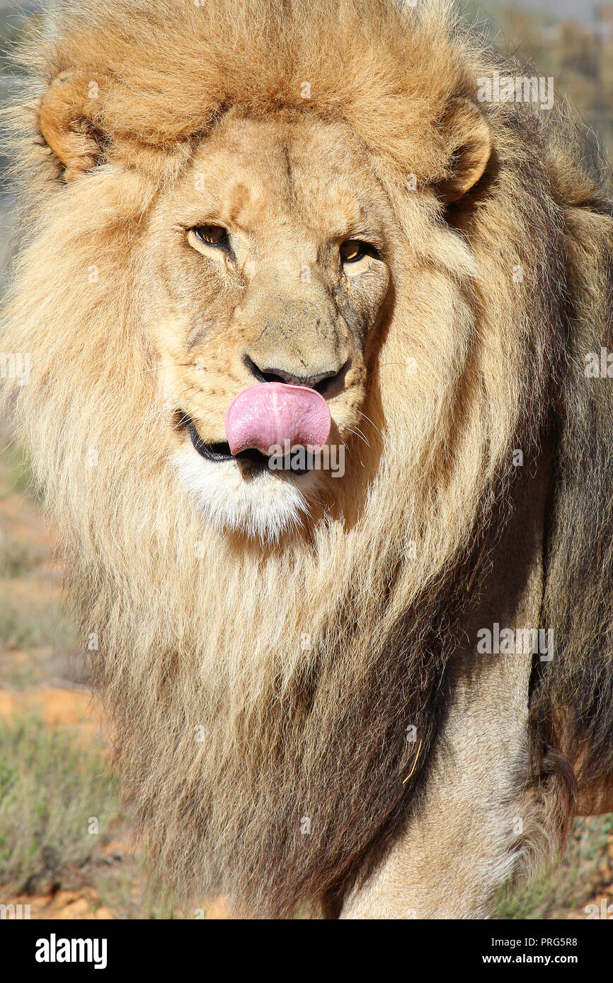 Un grande leone maschio essendo distratti da qualcosa per i fotografi a destra. Foto Stock