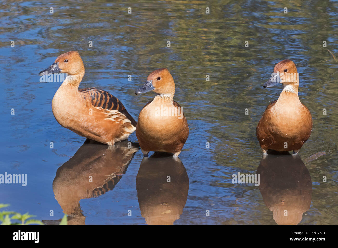 Sibilo Fulvous-ducks ( Dendrocygna bicolor ) Foto Stock