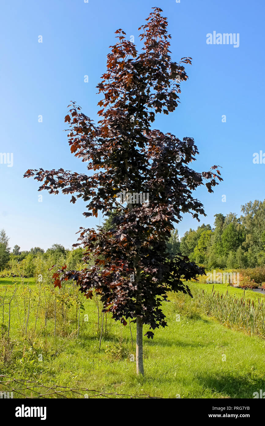 Unico di acero con foglie rosse su uno sfondo di prato verde, alberi e  cielo blu Foto stock - Alamy