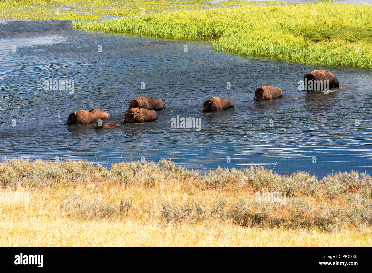 Bison attraversando il fiume Yellowstone presso Hayden Valley nel Parco Nazionale di Yellowstone. Foto Stock