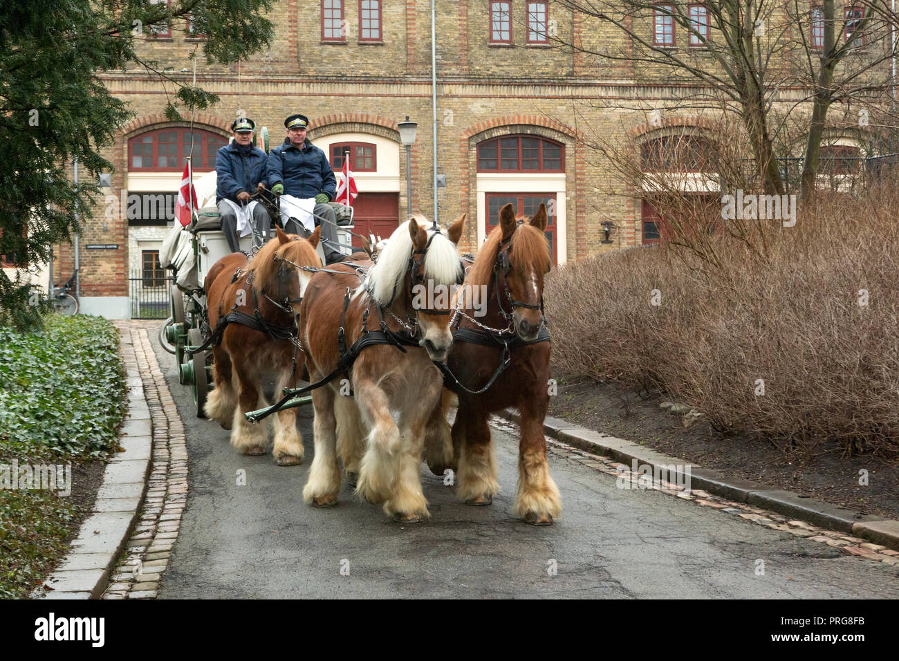 Heavy progetto progetto Jutland rare cavalli lavorando alla storica fabbrica di birra Carlsberg, Copenhagen, Danimarca Foto Stock