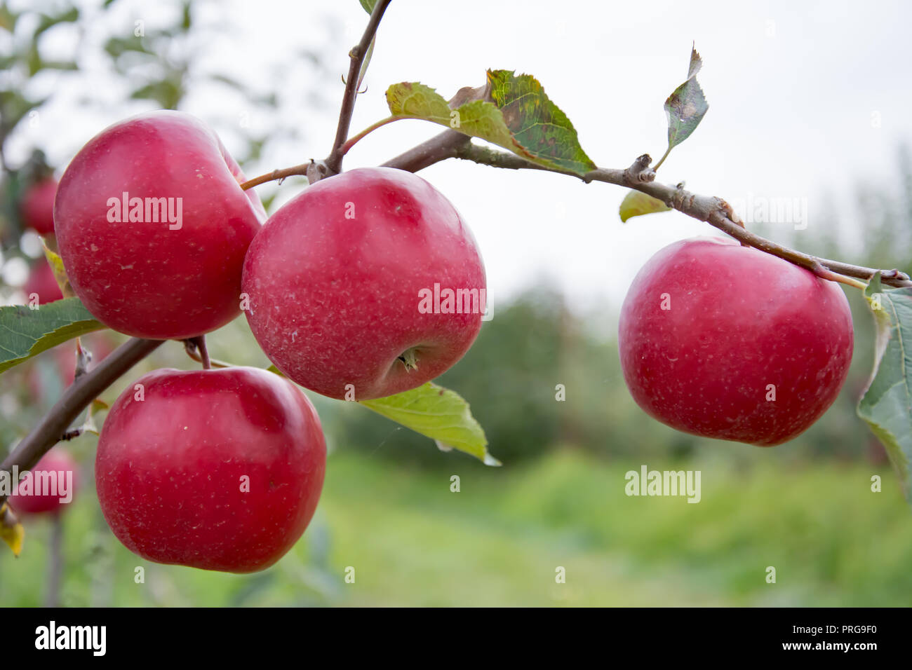 Quattro grandi e mature mele rosse appese su un ramoscello di un piccolo albero di mele Foto Stock