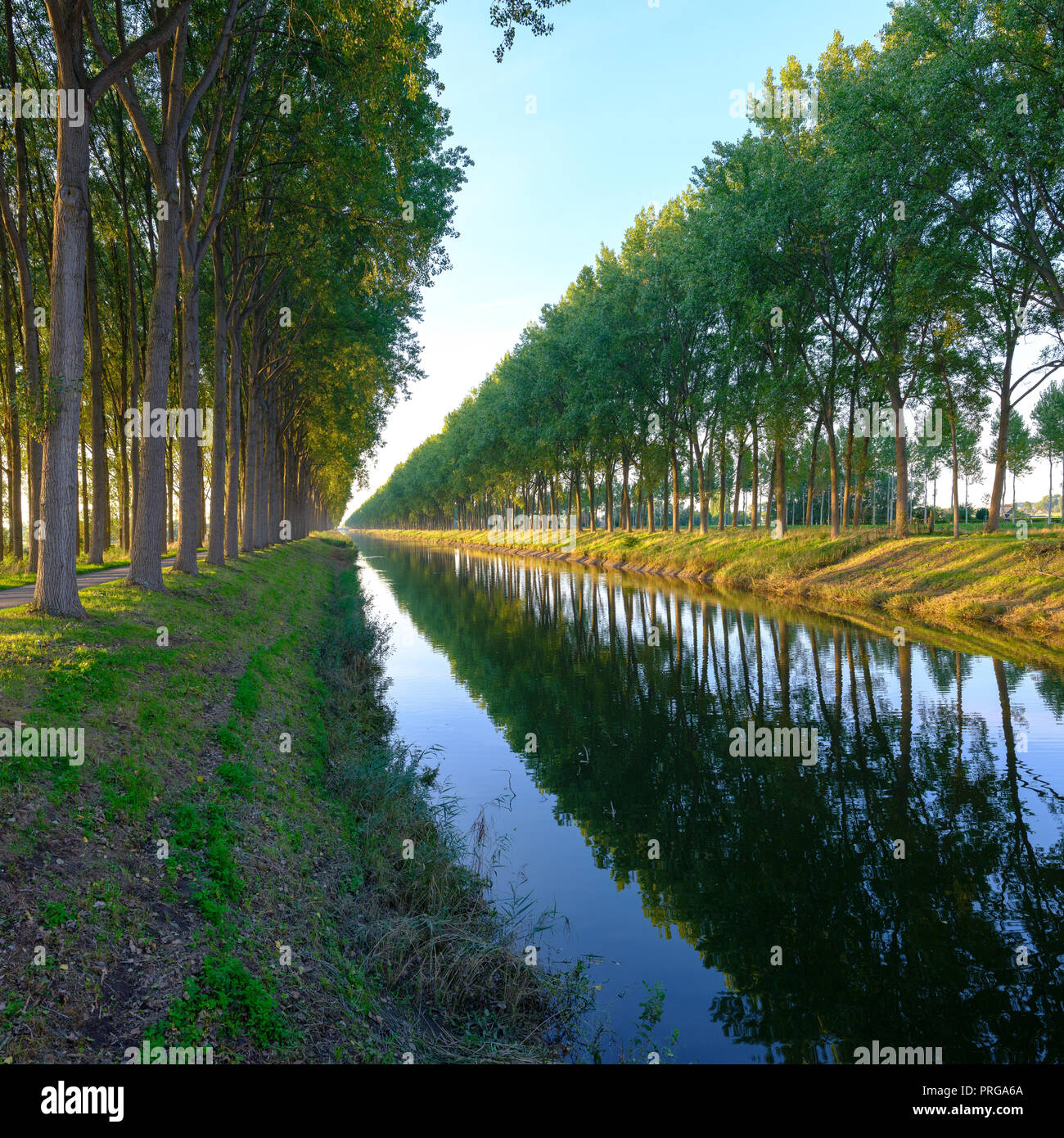 Autunno luce della sera sul viale dei faggi di rivestimento del twin canali del Leopoldkanaal e Schipdonkkanaal - Oostkerke vicino al di fuori di Brugge, in Belgio Foto Stock