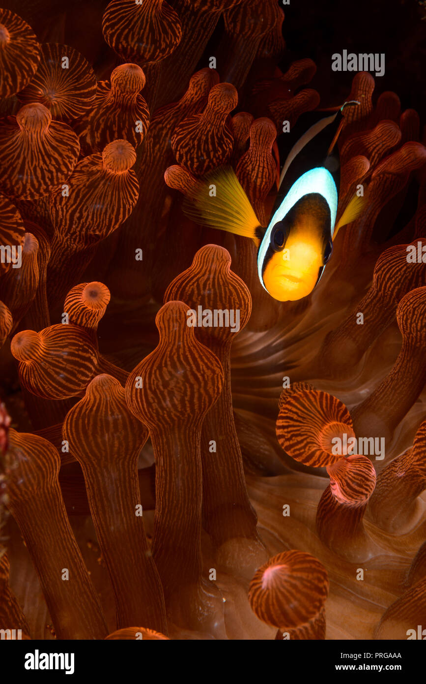 Amphiprion clarkii Nikon D800 105Nikkor VR S&S MDX-D800 2x Inon Z240 1/320 , f/25, ISO 100 Foto Stock