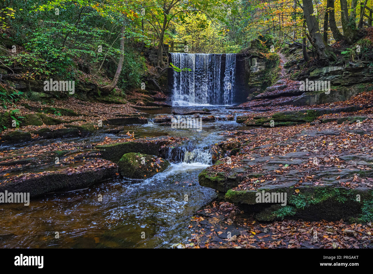 Weir sul fiume Clywedog in Plas Power boschi sul sentiero Clywedog in autunno vicino Wrexham North Wales UK Novembre 4313] Foto Stock