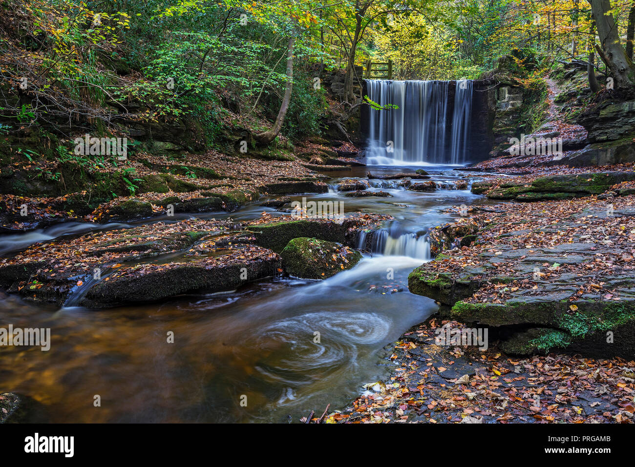 Weir sul fiume Clywedog in Plas Power boschi sul sentiero Clywedog in autunno vicino Wrexham North Wales UK Novembre 4335 Foto Stock