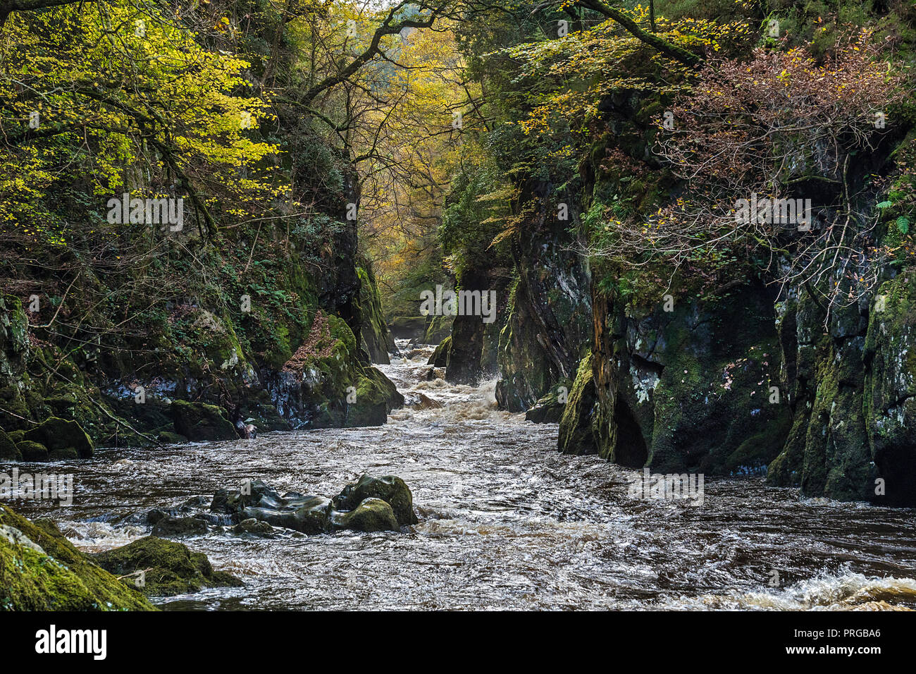 Il Fairy Glen sul fiume (Afon) Conway vicino a Betws-y-coed Snowdonia National Park North Wales UK Ottobre 4798 Foto Stock