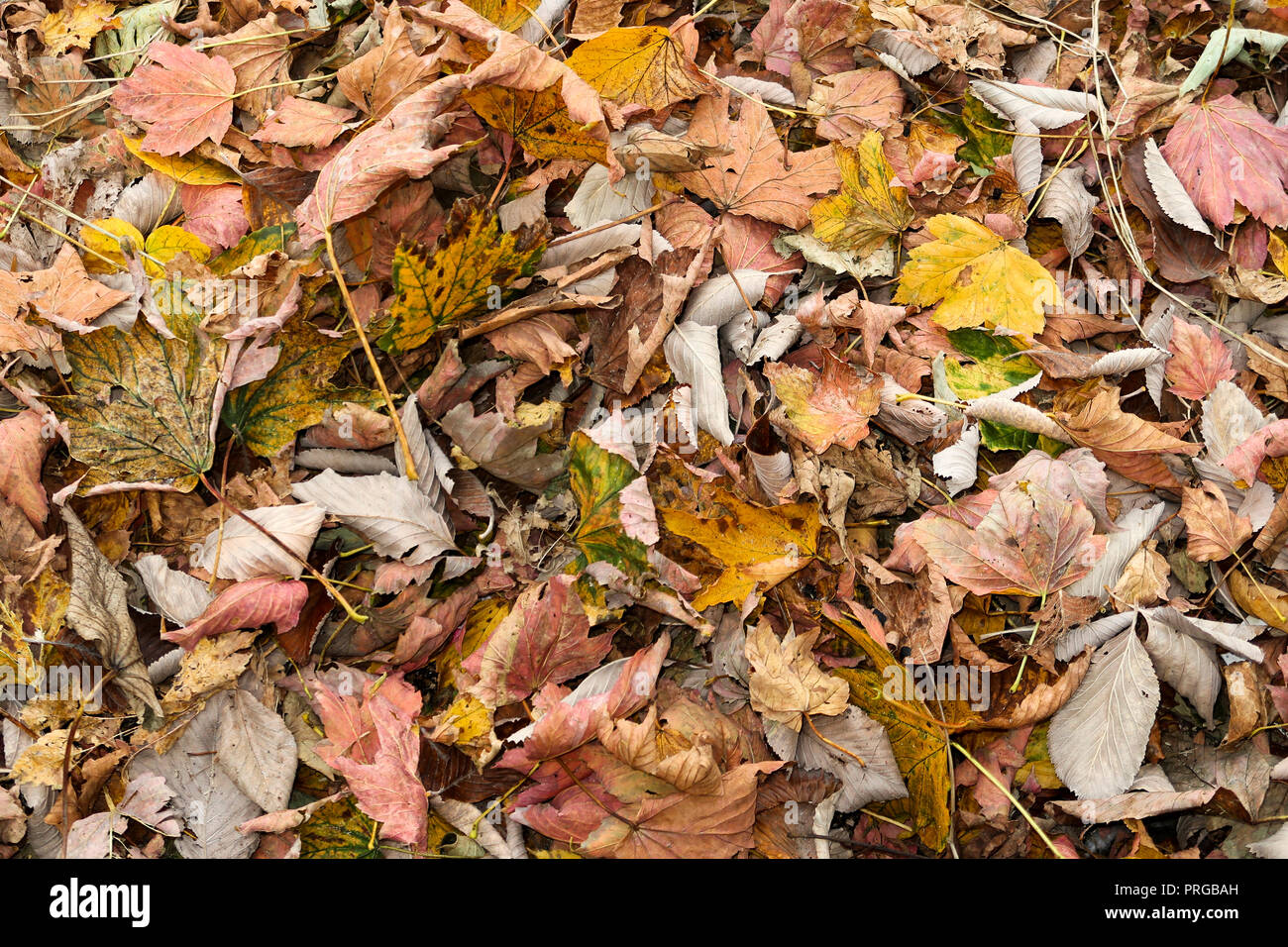 Primo piano di foglie di autunno a terra Foto Stock