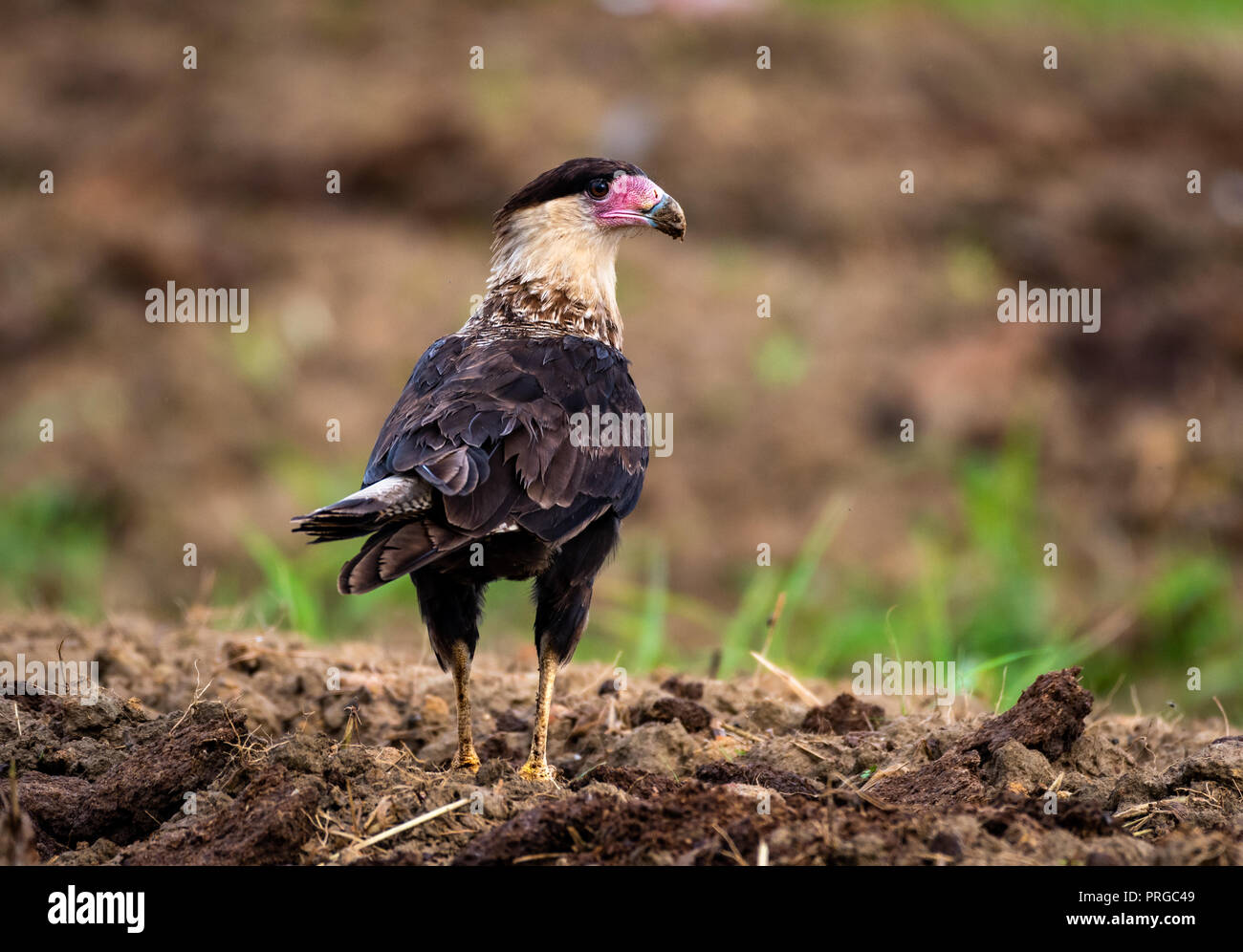 Crested Caracara in piedi sul suolo Foto Stock