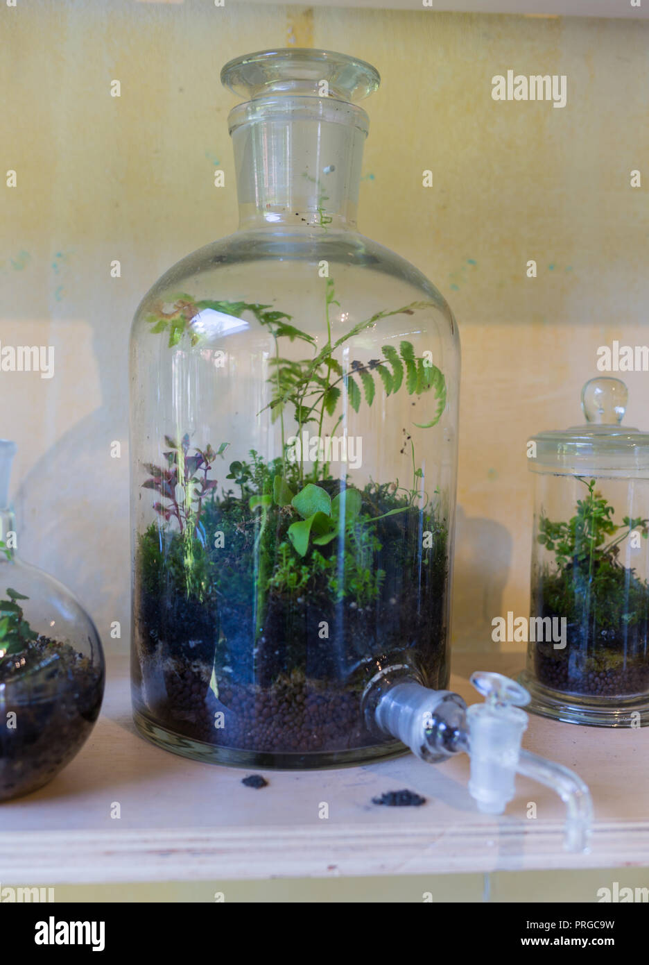 Piante in bottiglia di vetro chiusa. Vaso di terrario piccolo ecosistema.  L'umidità si condensa all'interno del vetro. Il processo di fotosintesi.  Goccioline Foto stock - Alamy