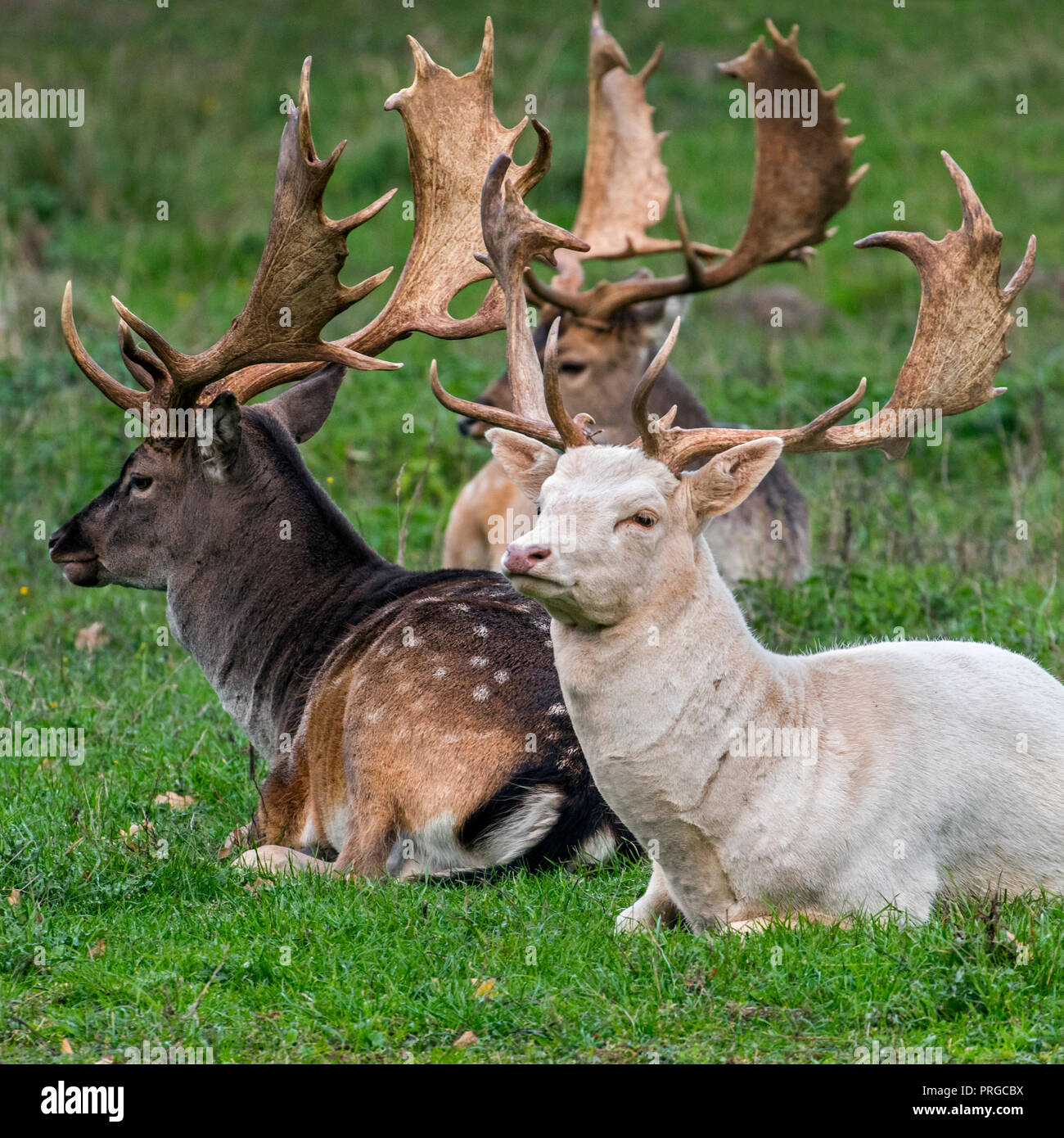 Daini (Dama Dama) bucks / maschi con grandi corna di cervo in appoggio in Prato mostra comune di colorazione più scura del cappotto invernale e leucistic variante bianca Foto Stock