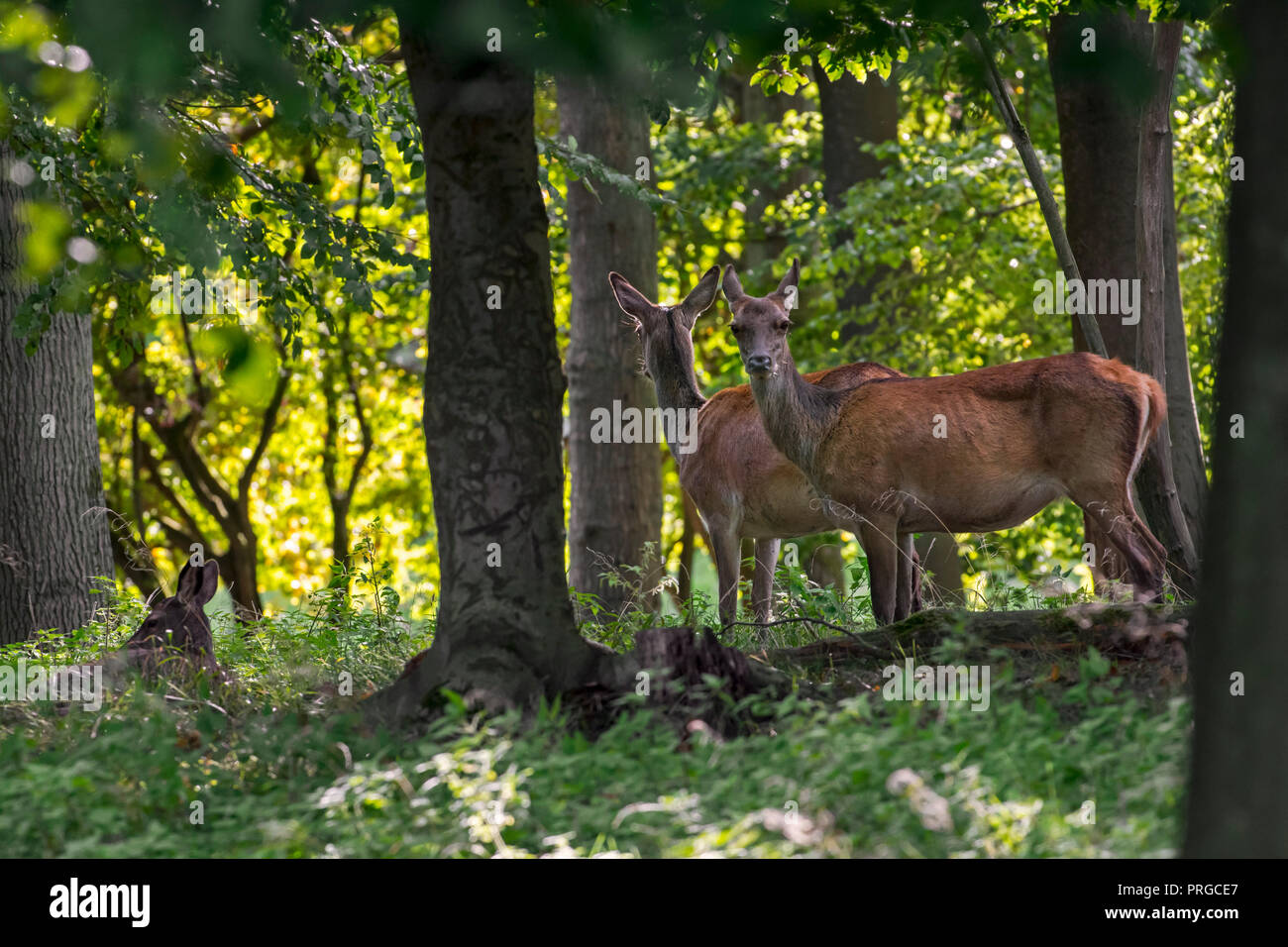 Allevamento di cervo (Cervus elaphus) femmine / cerve nel bosco in autunno / autunno Foto Stock