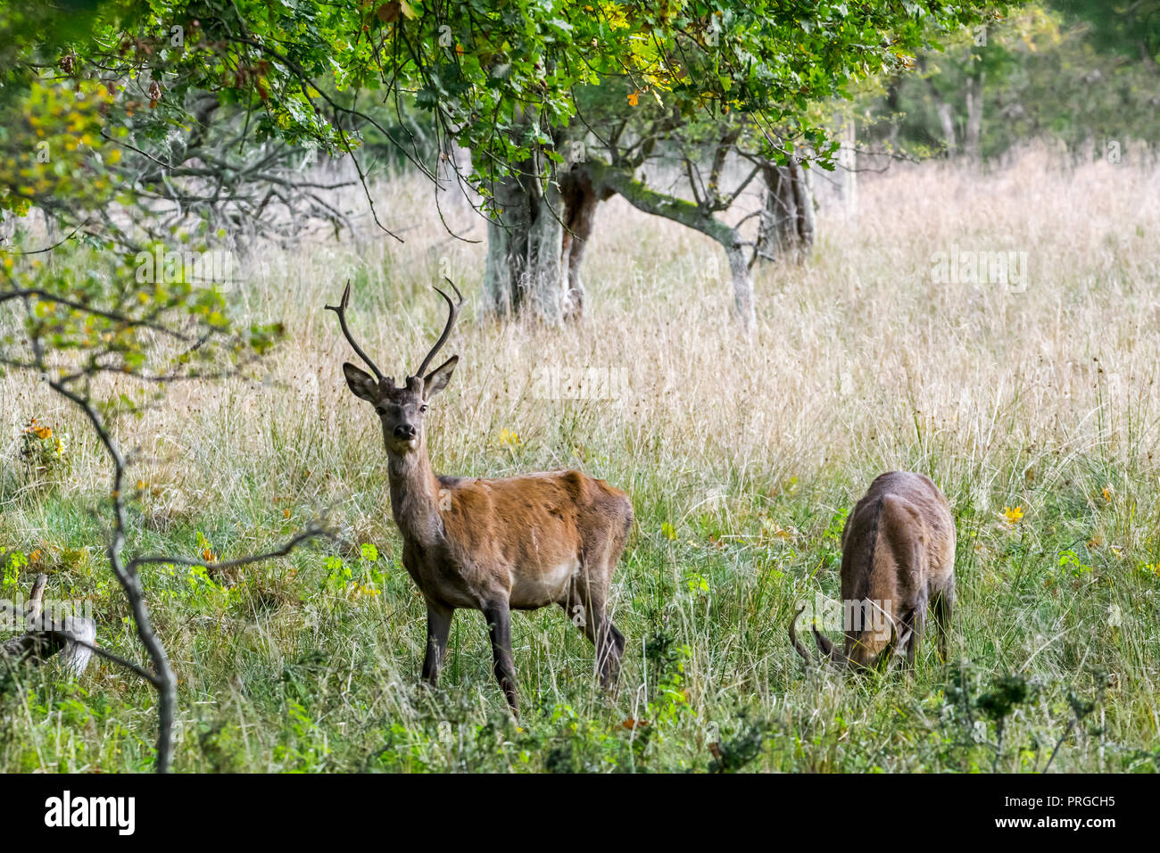 Due anni di cervo (Cervus elaphus) stag / maschio con piccole corna durante la routine in autunno / autunno Foto Stock