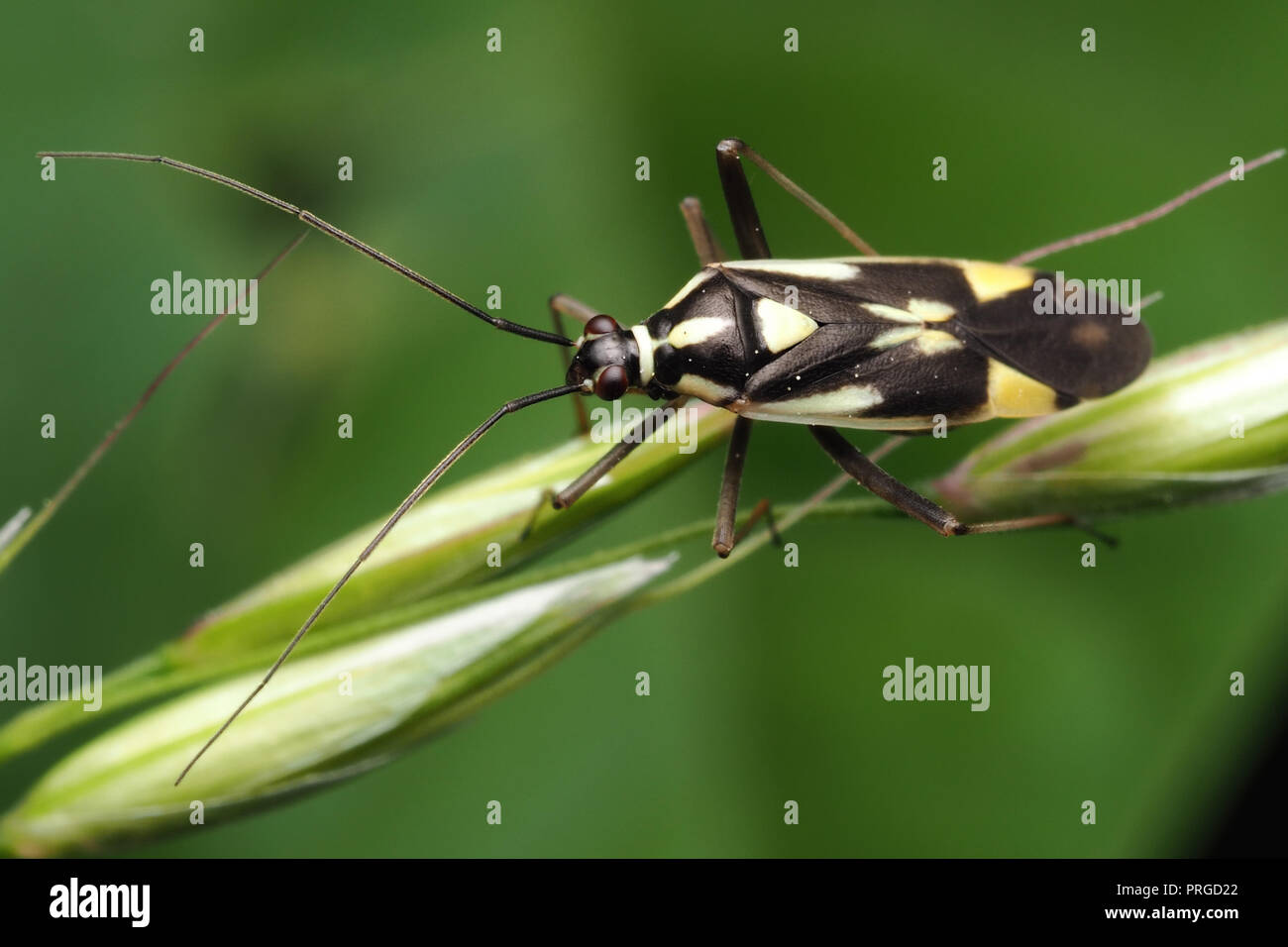 Grypocoris stysi mirid bug appollaiato sull'erba. Tipperary, Irlanda Foto Stock