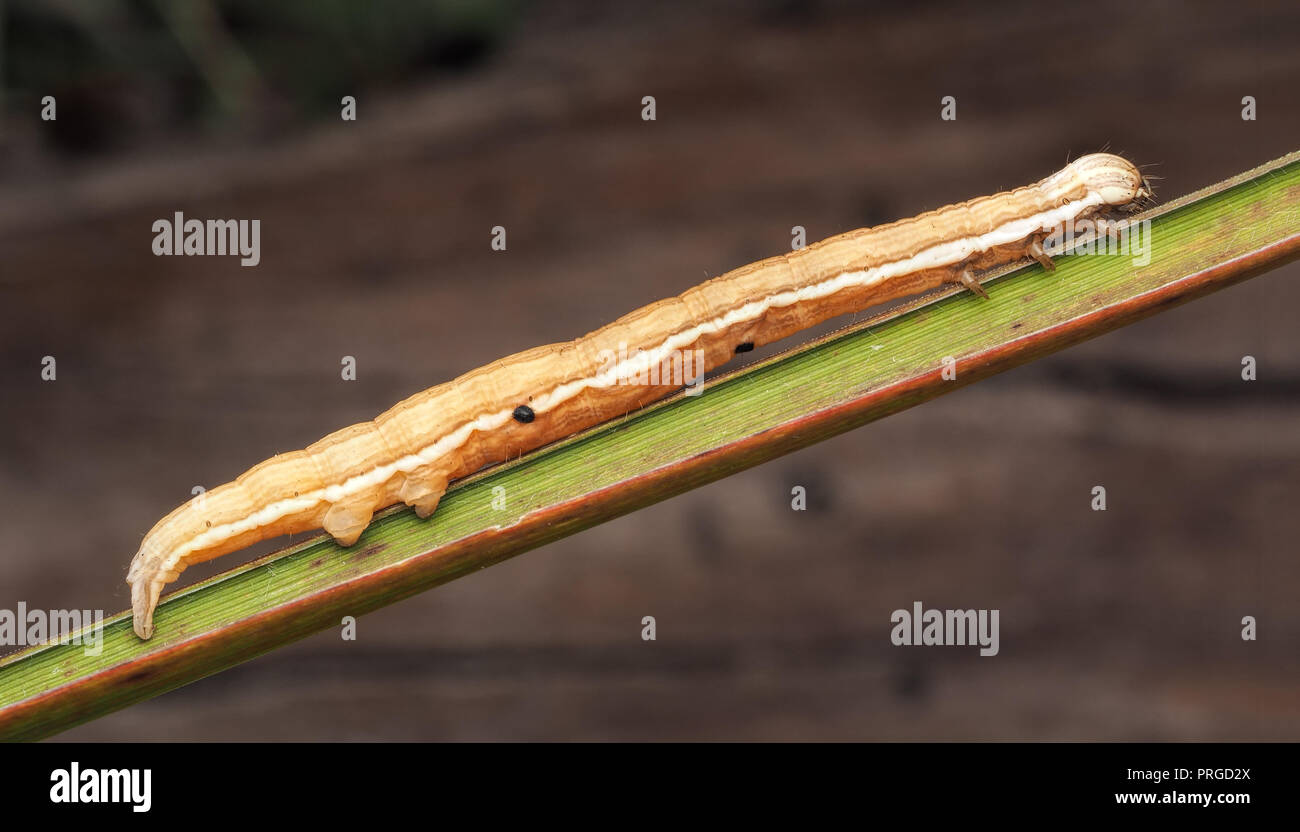 Mother Shipton moth caterpillar Callistege (mi) sulla lama dell'erba. Tipperary, Irlanda Foto Stock