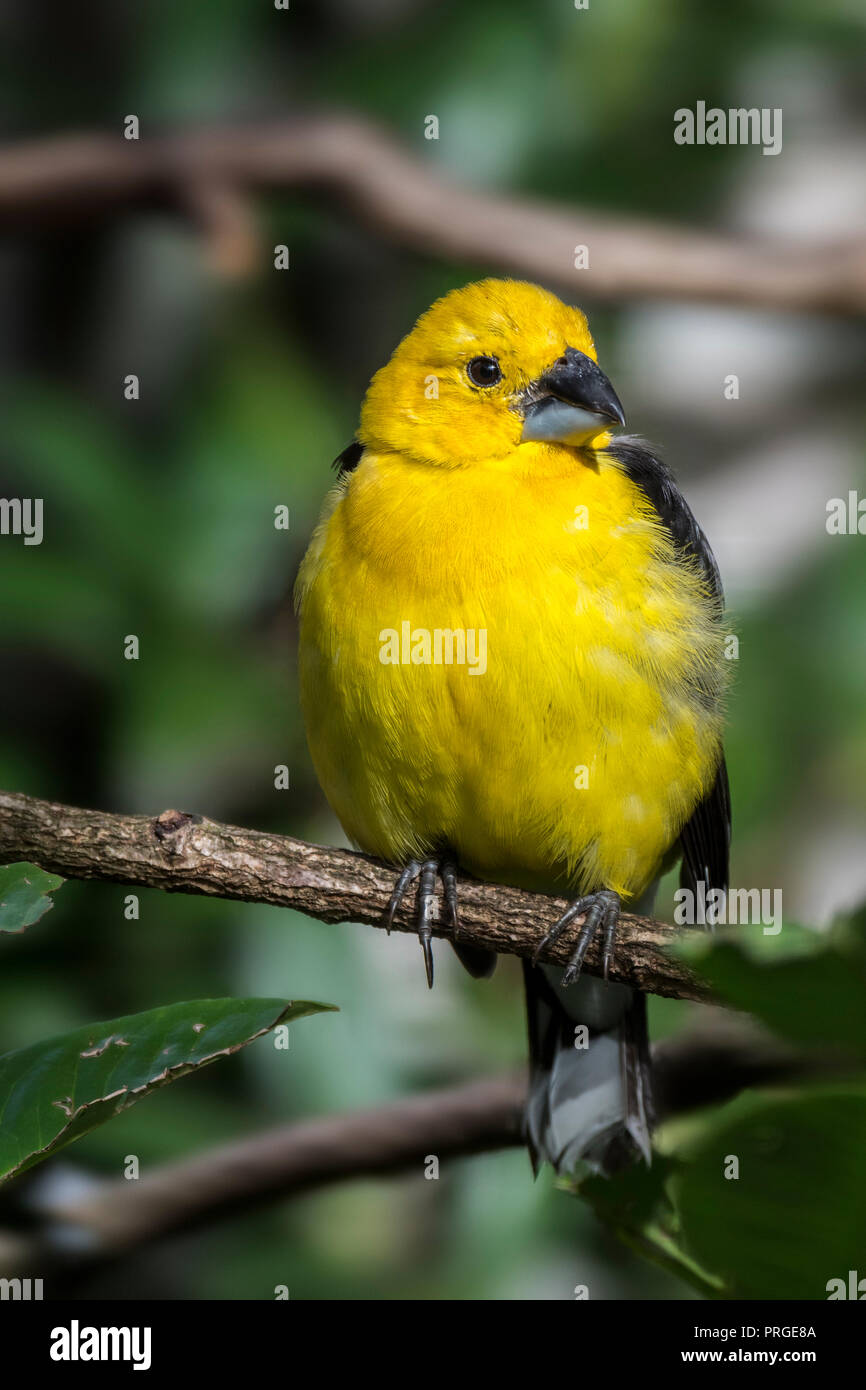 Golden grosbeak / golden-panciuto grosbeak / giallo del sud (grosbeak Pheucticus chrysogaster) maschio arroccato nella struttura ad albero, originario del Sud America Foto Stock