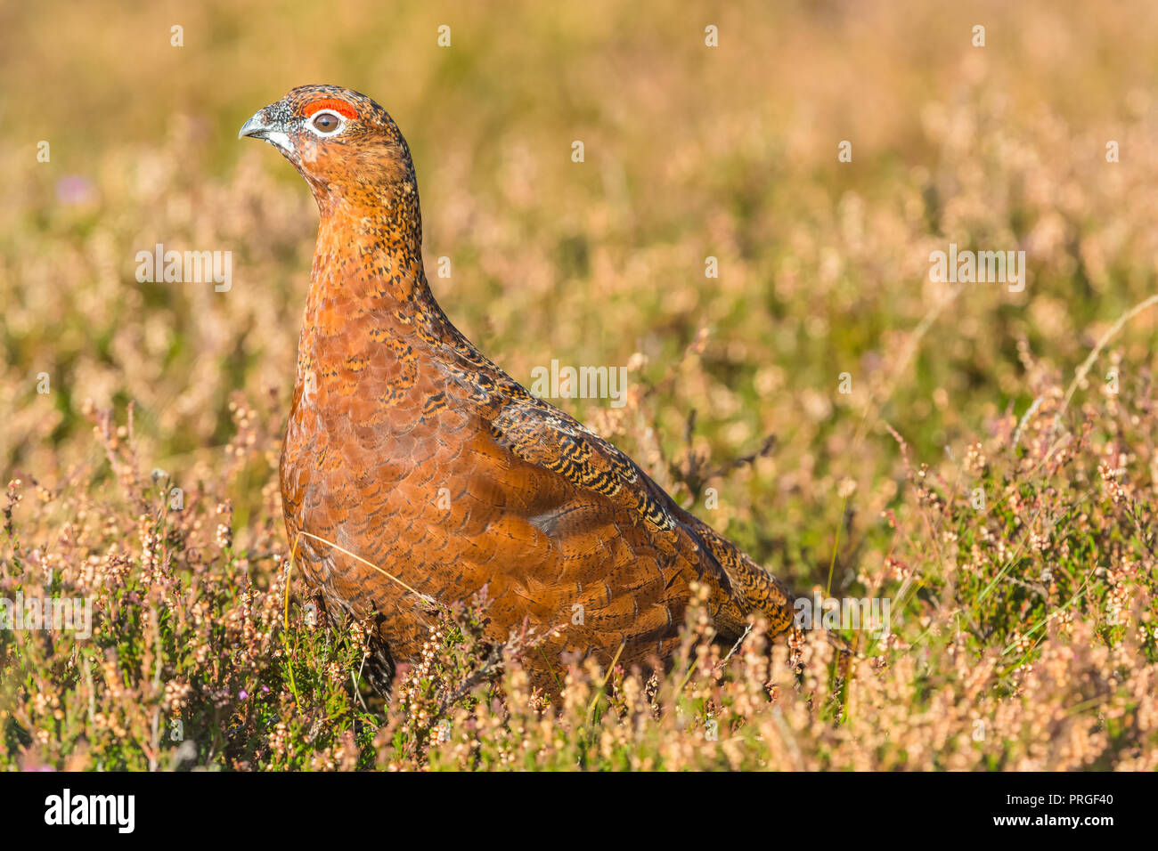 Red Grouse in habitat naturale di erica ed erbe su Grouse Moor NEL REGNO UNITO. Nome scientifico: Lagopus lagopus scotica. Posizione orizzontale Foto Stock