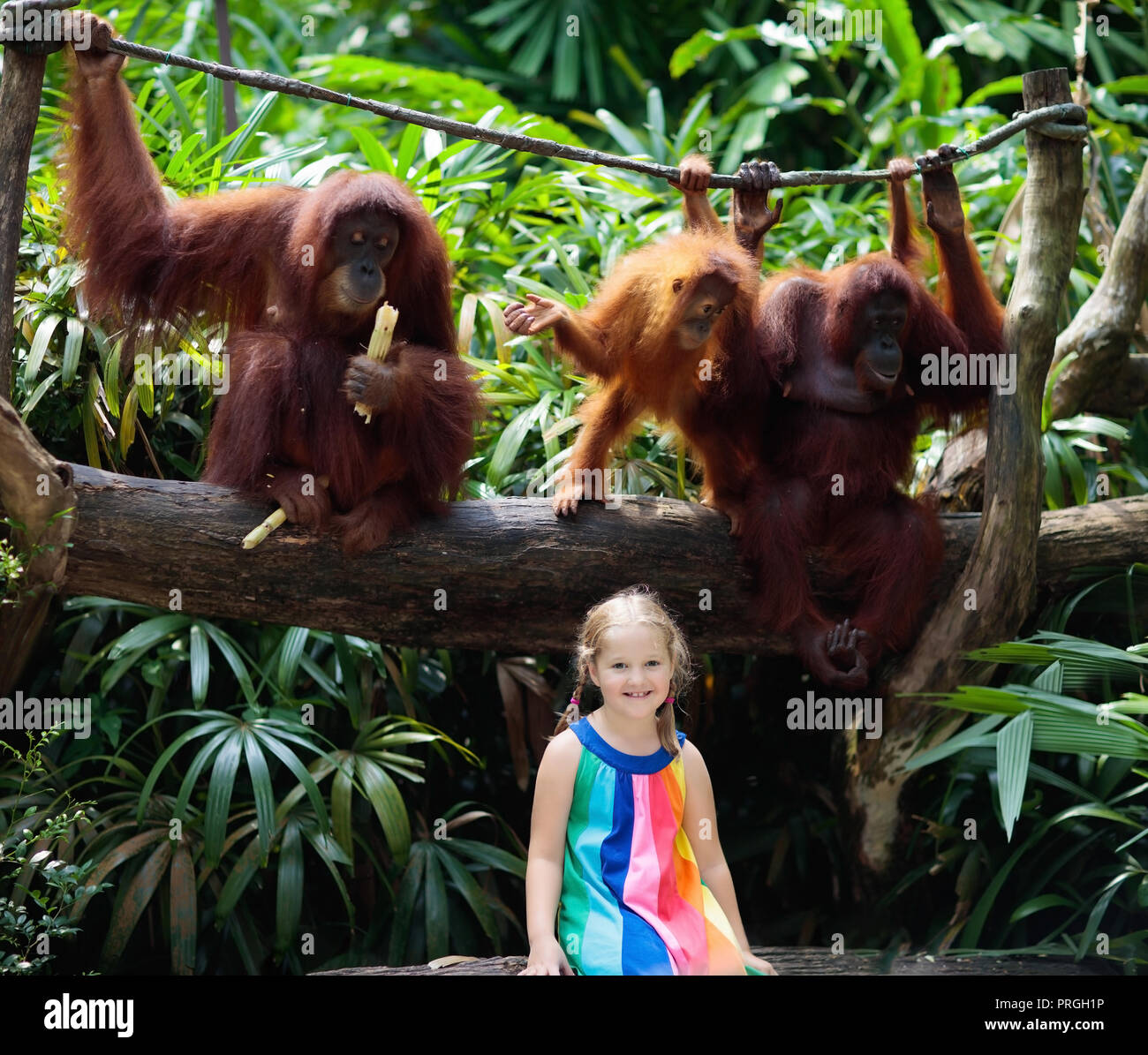 Bambini Watch orangutan scimmie nello zoo. Bambina con orangutan in tropicale del parco safari sulla vacanza estiva in Asia. Borneo fauna selvatica. Kid e wild ani Foto Stock