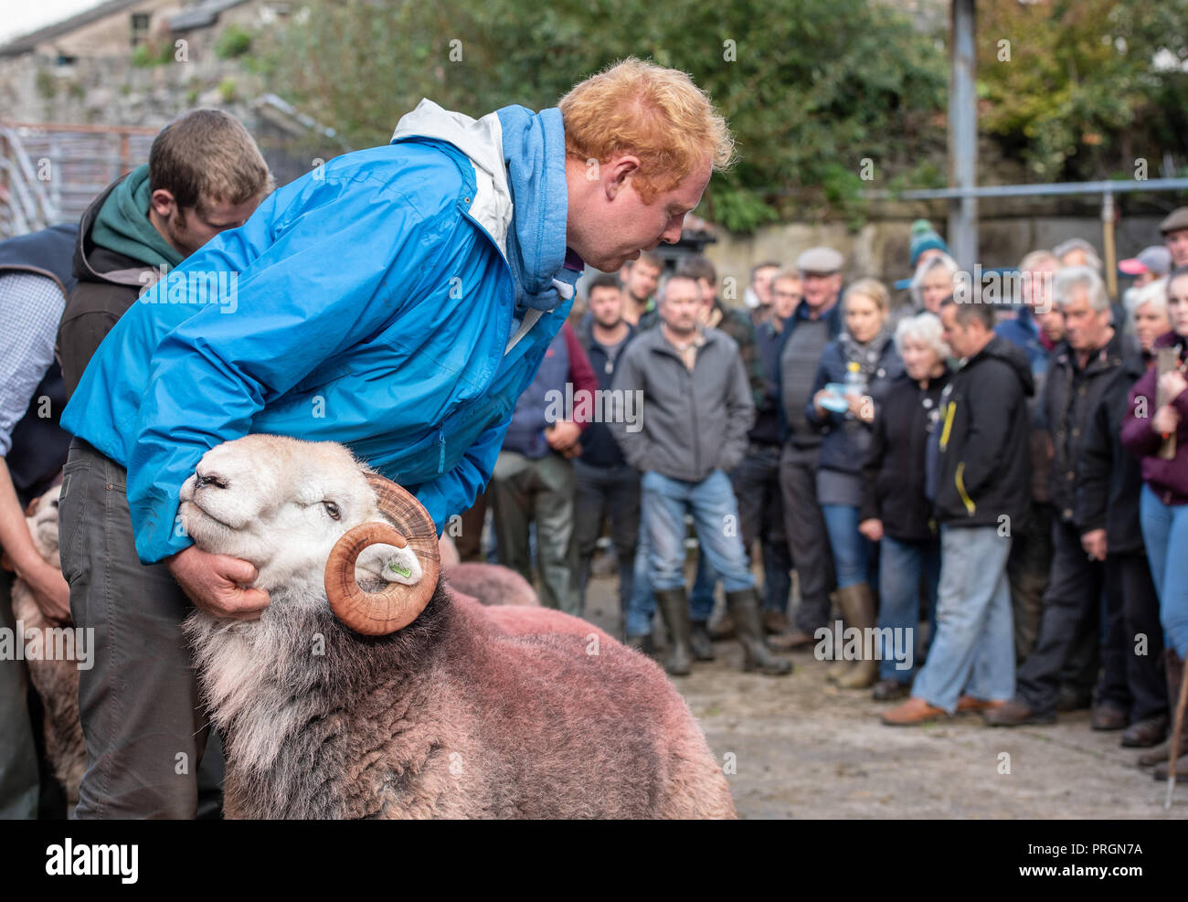 Broughton-in-Furness, Cumbria, Regno Unito. Il 2 ottobre, 2018. A giudicare Herdwick rams a Broughton-in-Furness, Cumbria all annuale vendita dove il prezzo più alto animale fatto 4.000 gns. Credito: John Eveson/Alamy Live News Foto Stock