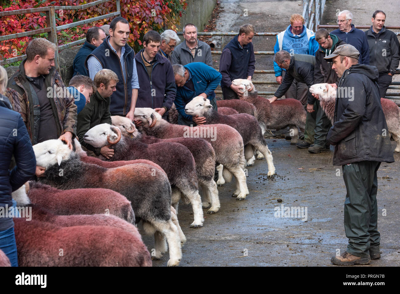 Broughton-in-Furness, Cumbria, Regno Unito. Il 2 ottobre, 2018. A giudicare Herdwick rams a Broughton-in-Furness, Cumbria all annuale vendita dove il prezzo più alto animale fatto 4.000 gns. Credito: John Eveson/Alamy Live News Foto Stock