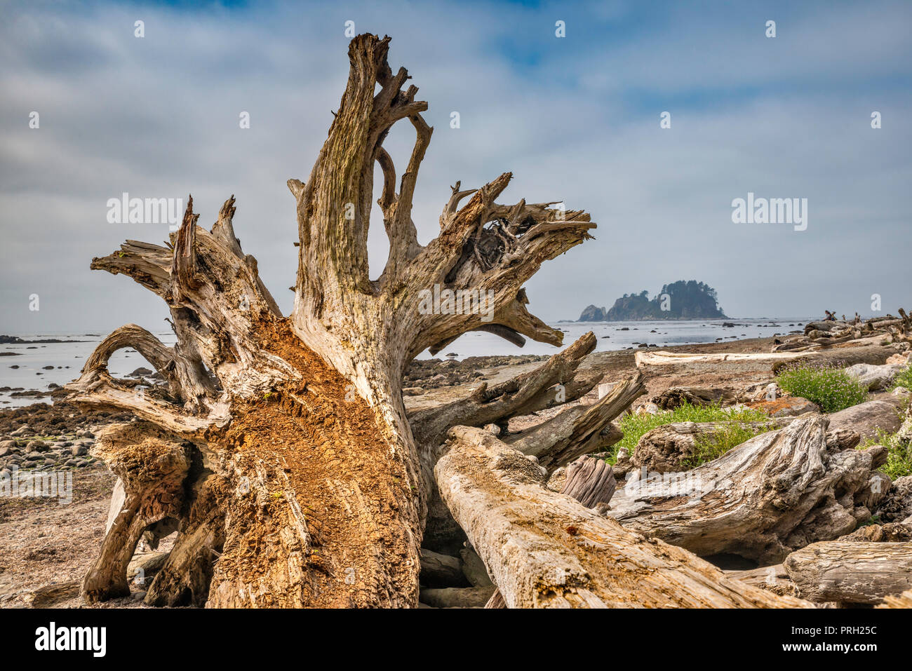 Driftwood sulla spiaggia, lusinghe area Rocks, vicino a Cape Alava, Pacific Coast, il Parco Nazionale di Olympic, nello stato di Washington, USA Foto Stock