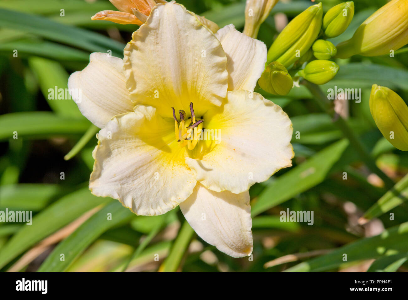 Hemerocallis Arctic Snow Foto Stock