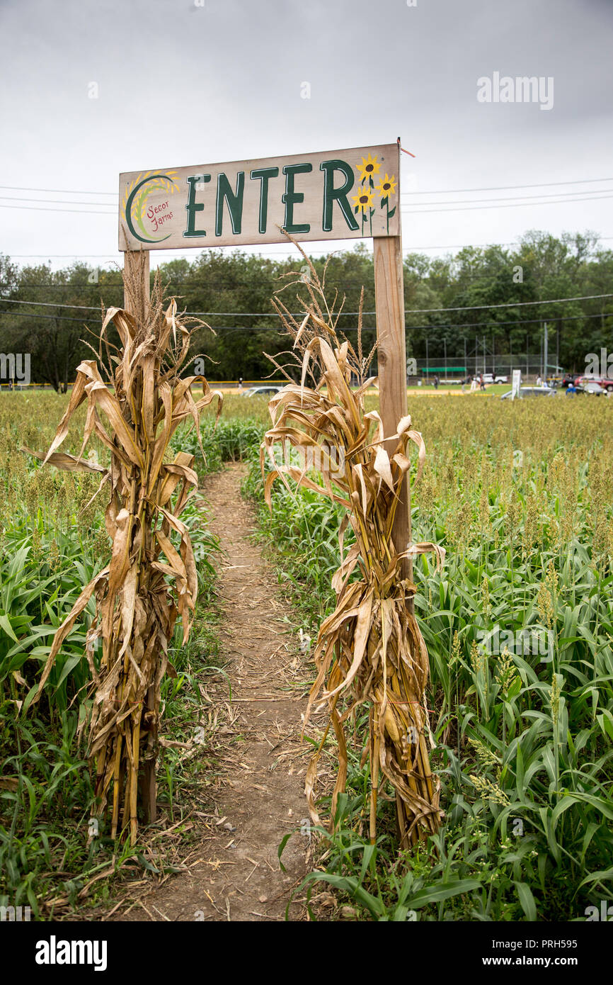 Un labirinto di mais in una fattoria in Mahwah,NJ Foto Stock