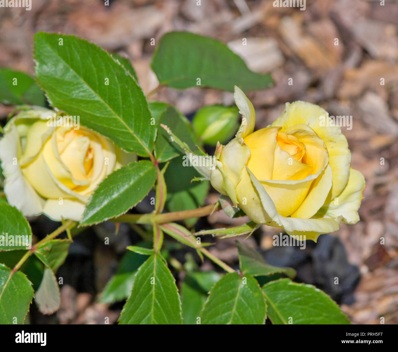 Rose mozzafiato Foto Stock