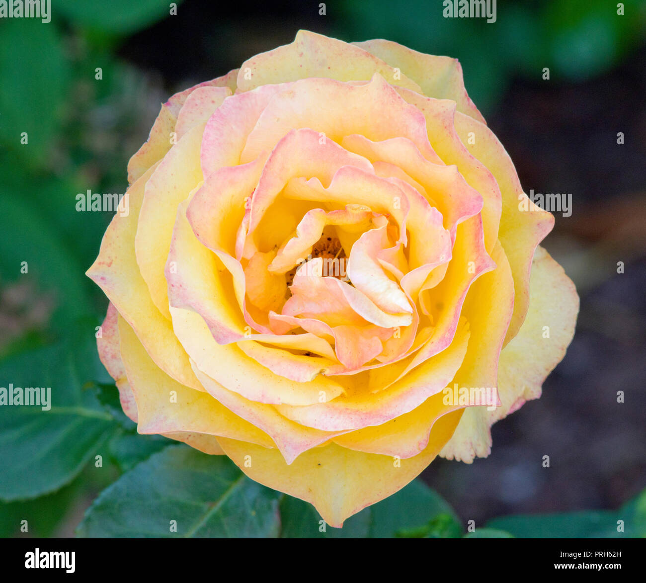 Oro rosa olandese Foto Stock