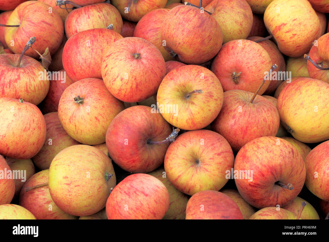 Apple, mele, 'Epicure', malus domestica, farm shop, display, commestibili, frutta Foto Stock